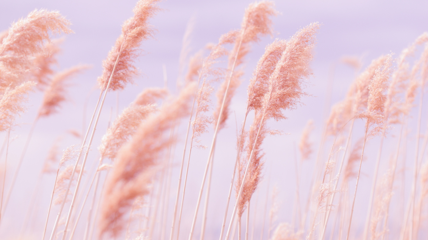 Обои эммер, пастельные пляж, рожь, растение, рнга в разрешении 1366x768