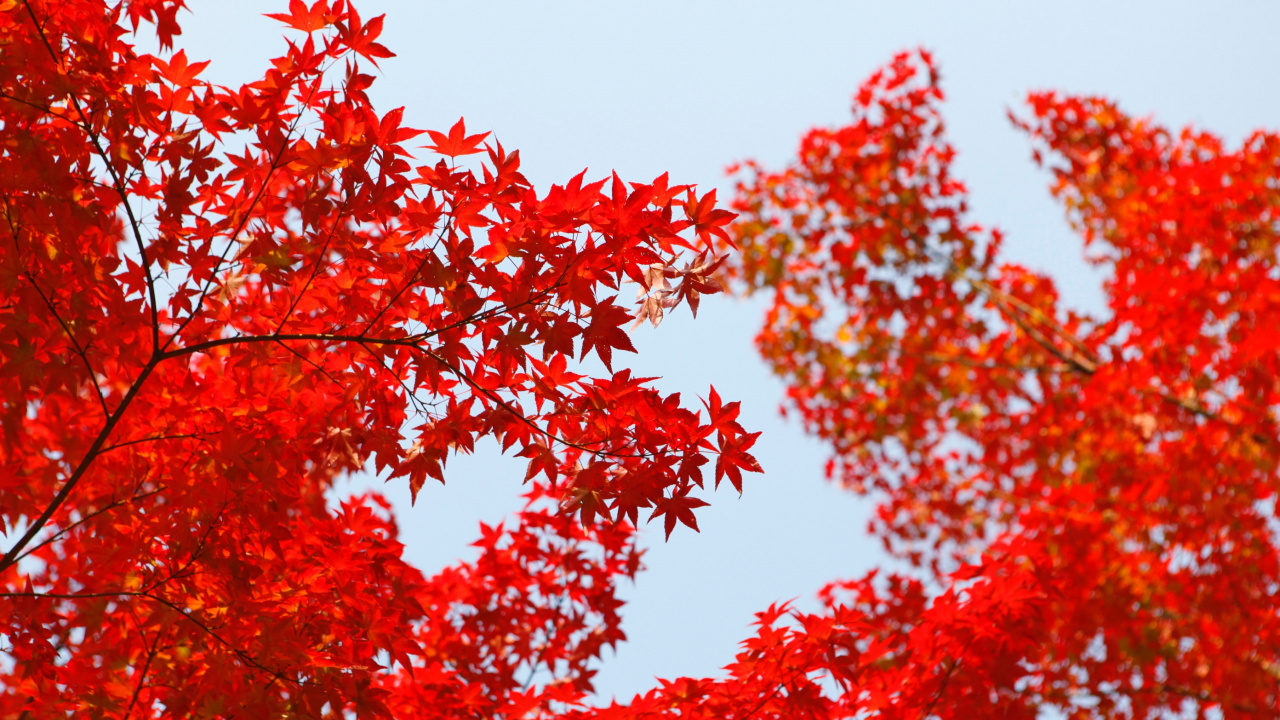 Обои красный цвет, дерево, лист, растение, древесные растения в разрешении 1280x720