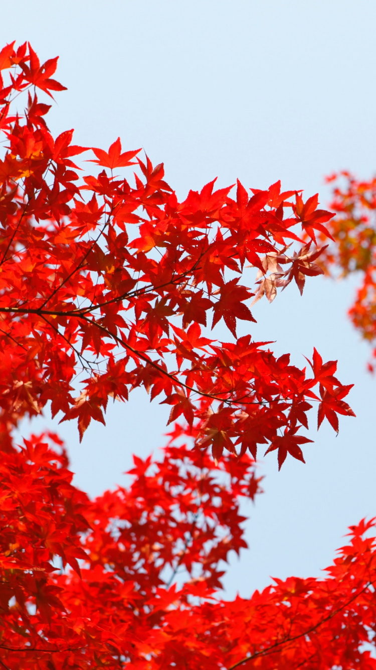 Обои красный цвет, дерево, лист, растение, древесные растения в разрешении 750x1334