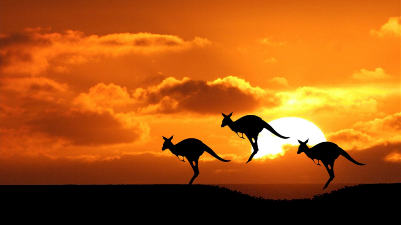 Обои живая природа, силуэт, закат, восход солнца, Австралийский постоянный житель в разрешении 1280x720