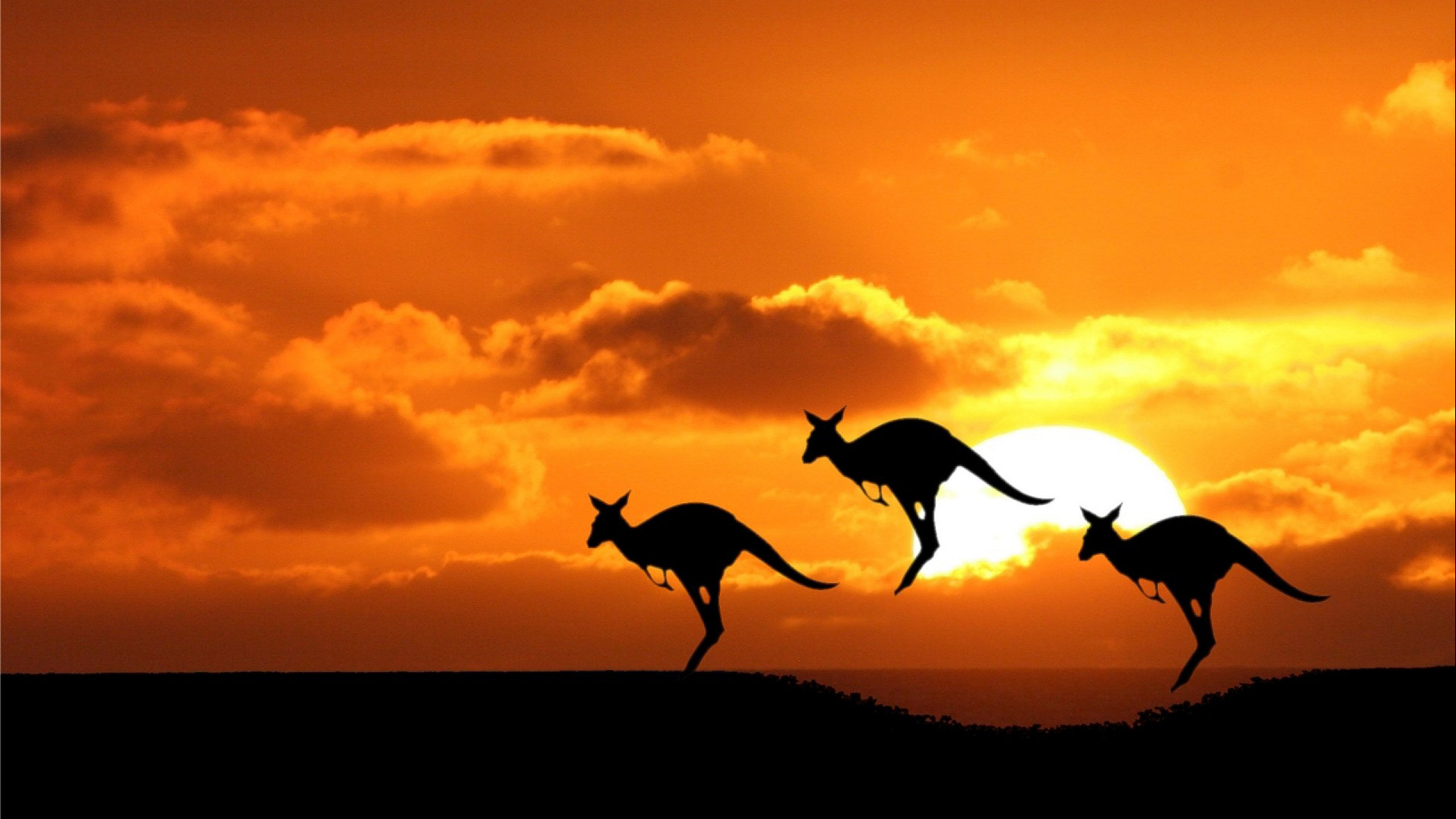 Обои живая природа, силуэт, закат, восход солнца, Австралийский постоянный житель в разрешении 2560x1440