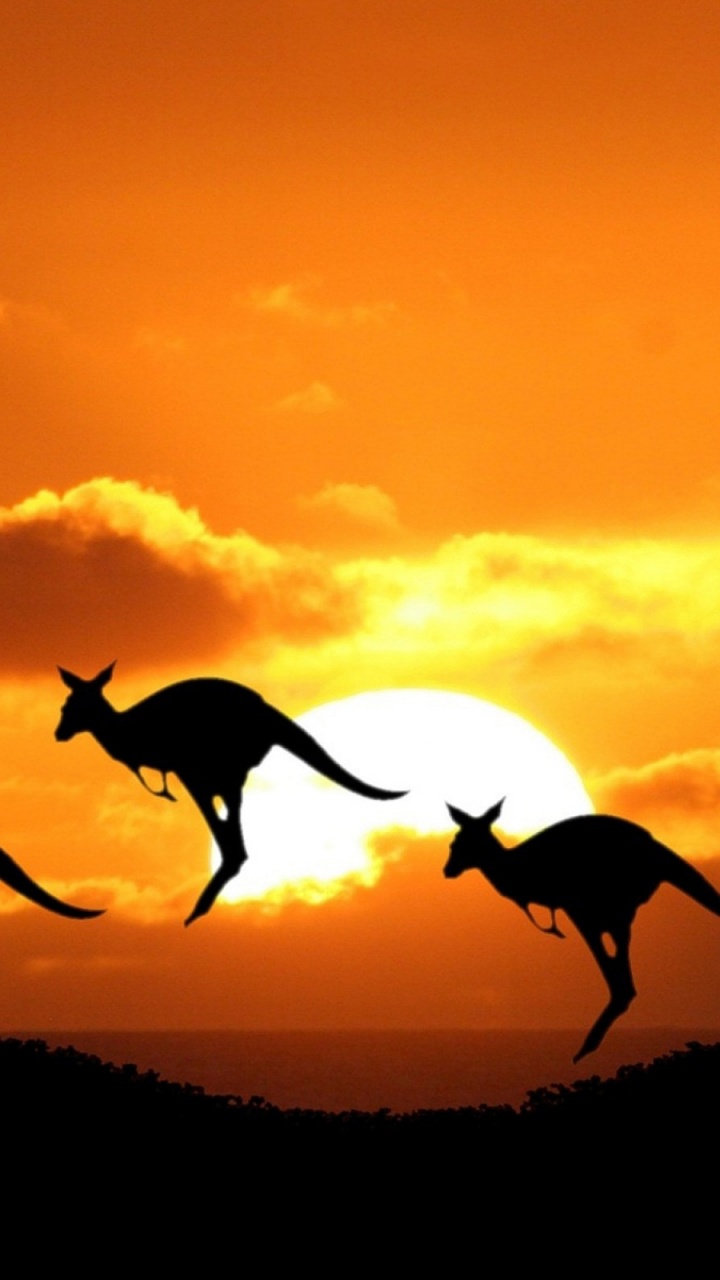 Обои живая природа, силуэт, закат, восход солнца, Австралийский постоянный житель в разрешении 720x1280