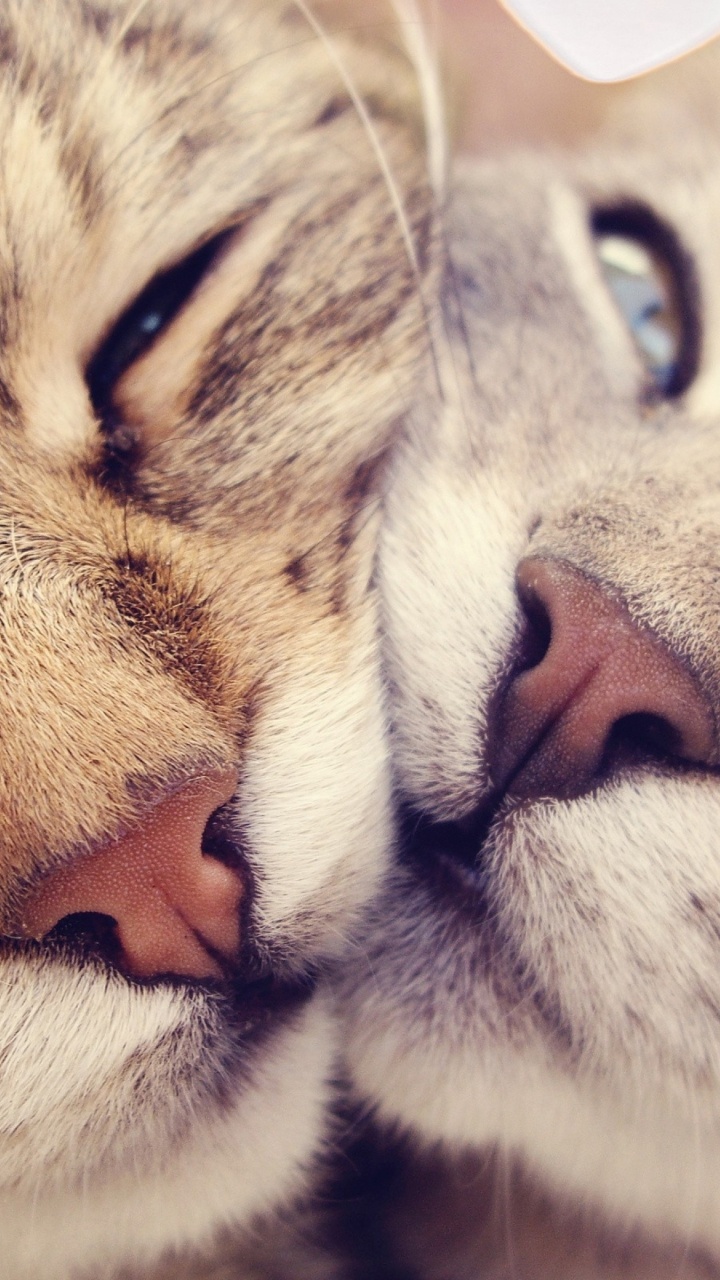 Обои полосатый кот, котенок, привлекательность, кот, бакенбарды в разрешении 720x1280