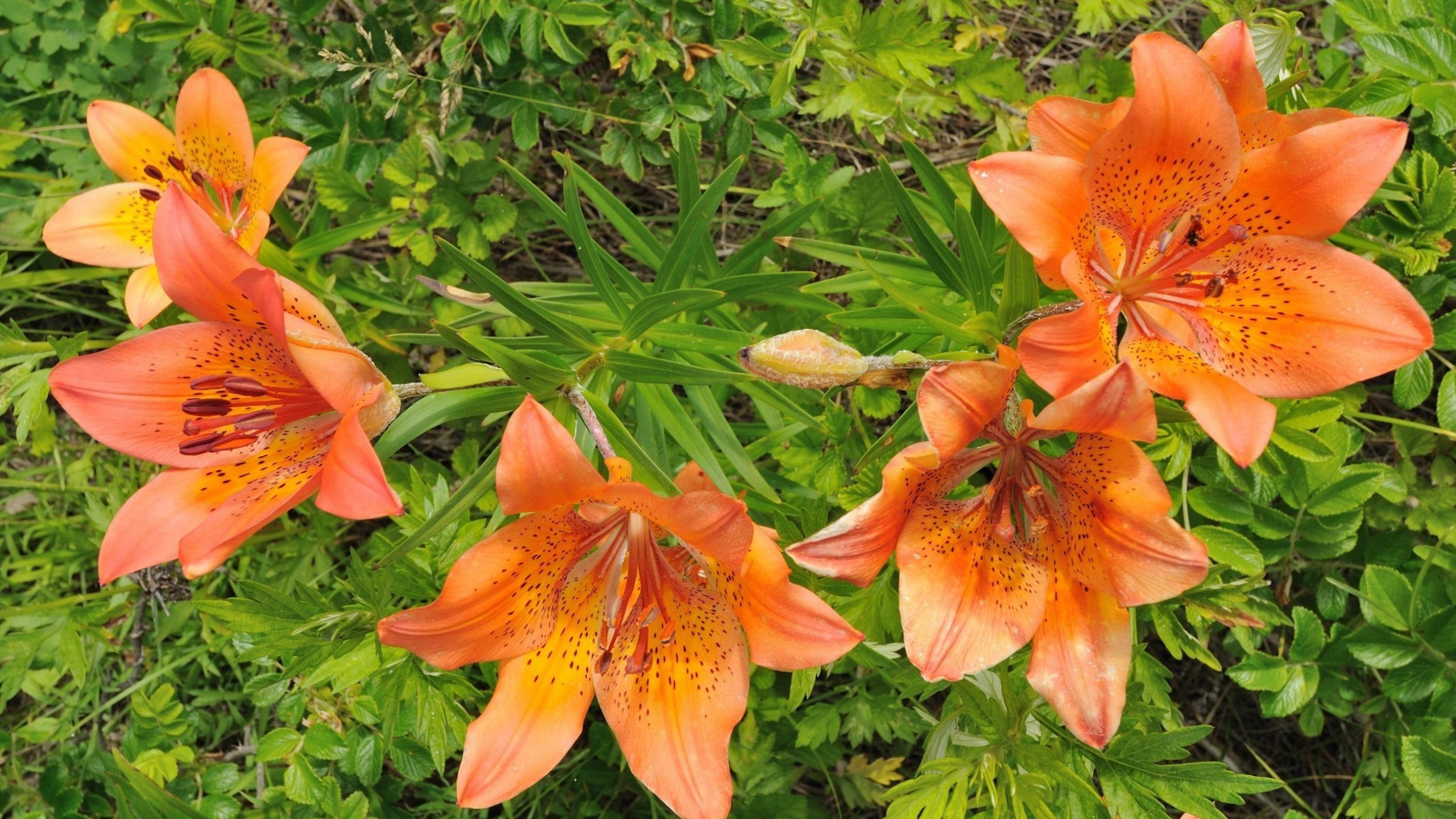 Обои Лилия, цветковое растение, оранжевая Лилия, растение, перуанские лилии в разрешении 2560x1440