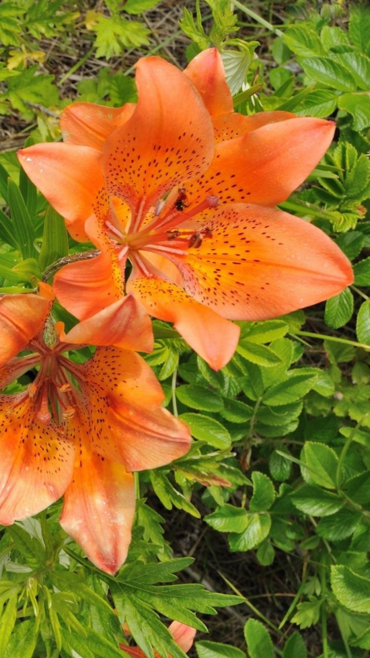 Обои Лилия, цветковое растение, оранжевая Лилия, растение, перуанские лилии в разрешении 720x1280