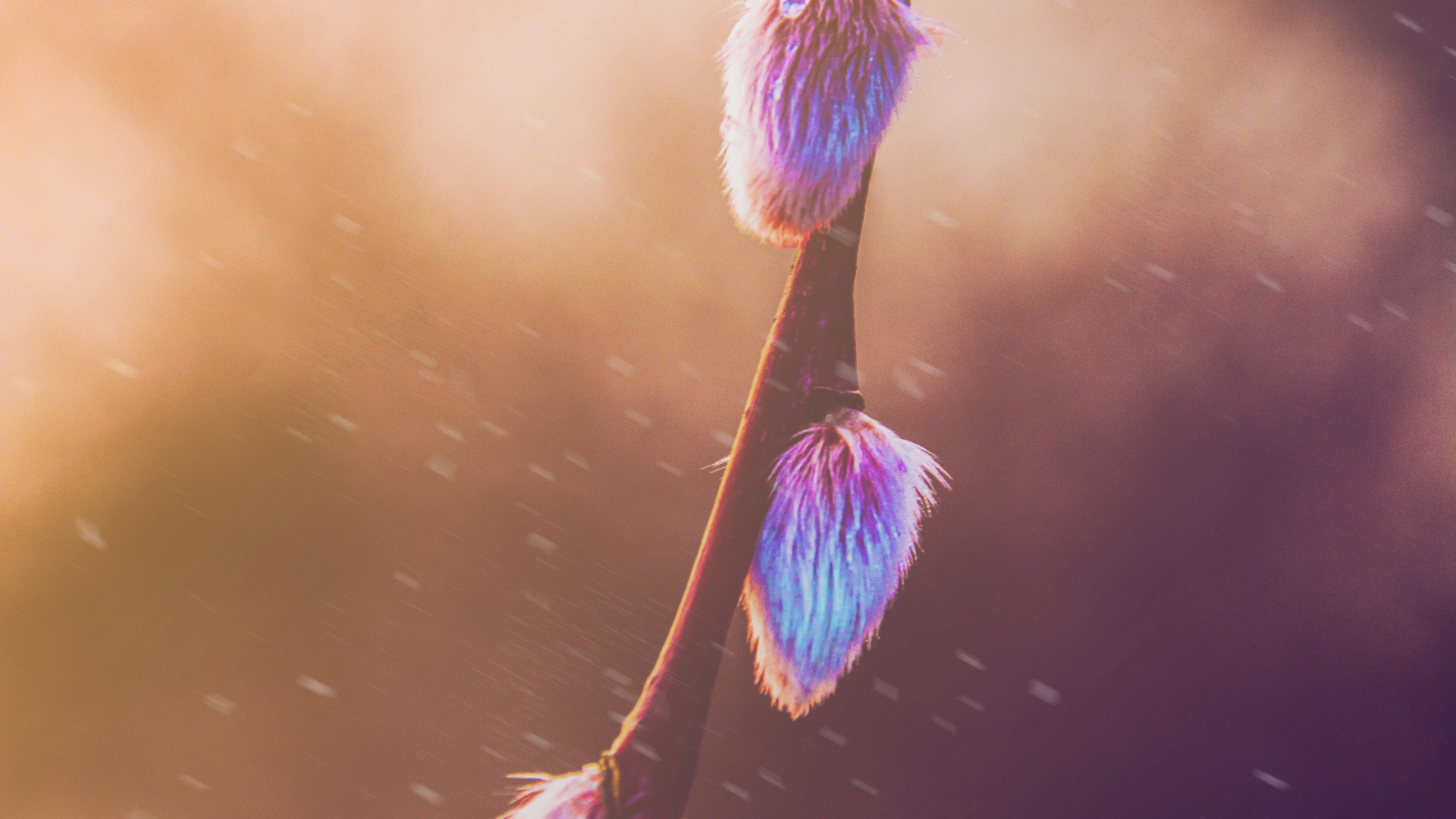 Обои розовый, Фиолетовый, пурпур, свет, вода в разрешении 1920x1080