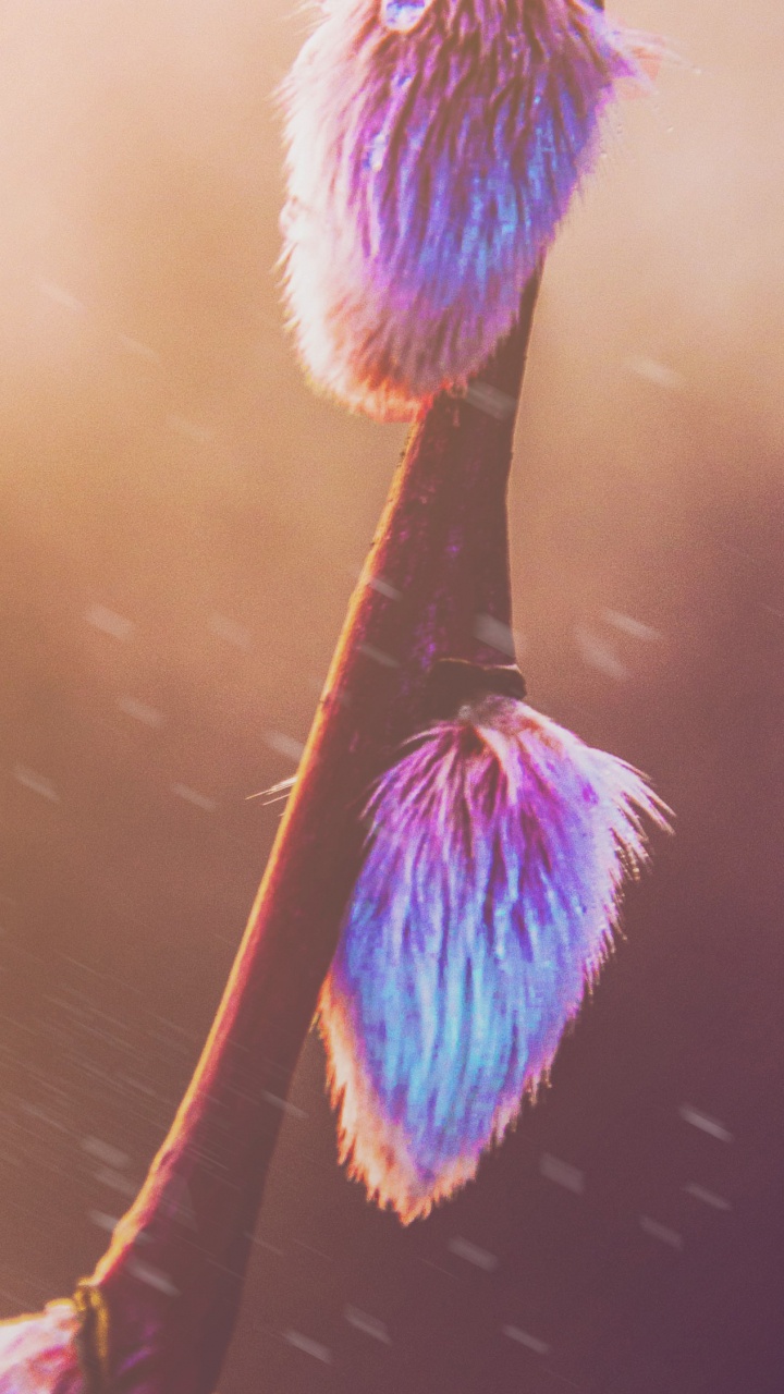 Обои розовый, Фиолетовый, пурпур, свет, вода в разрешении 720x1280