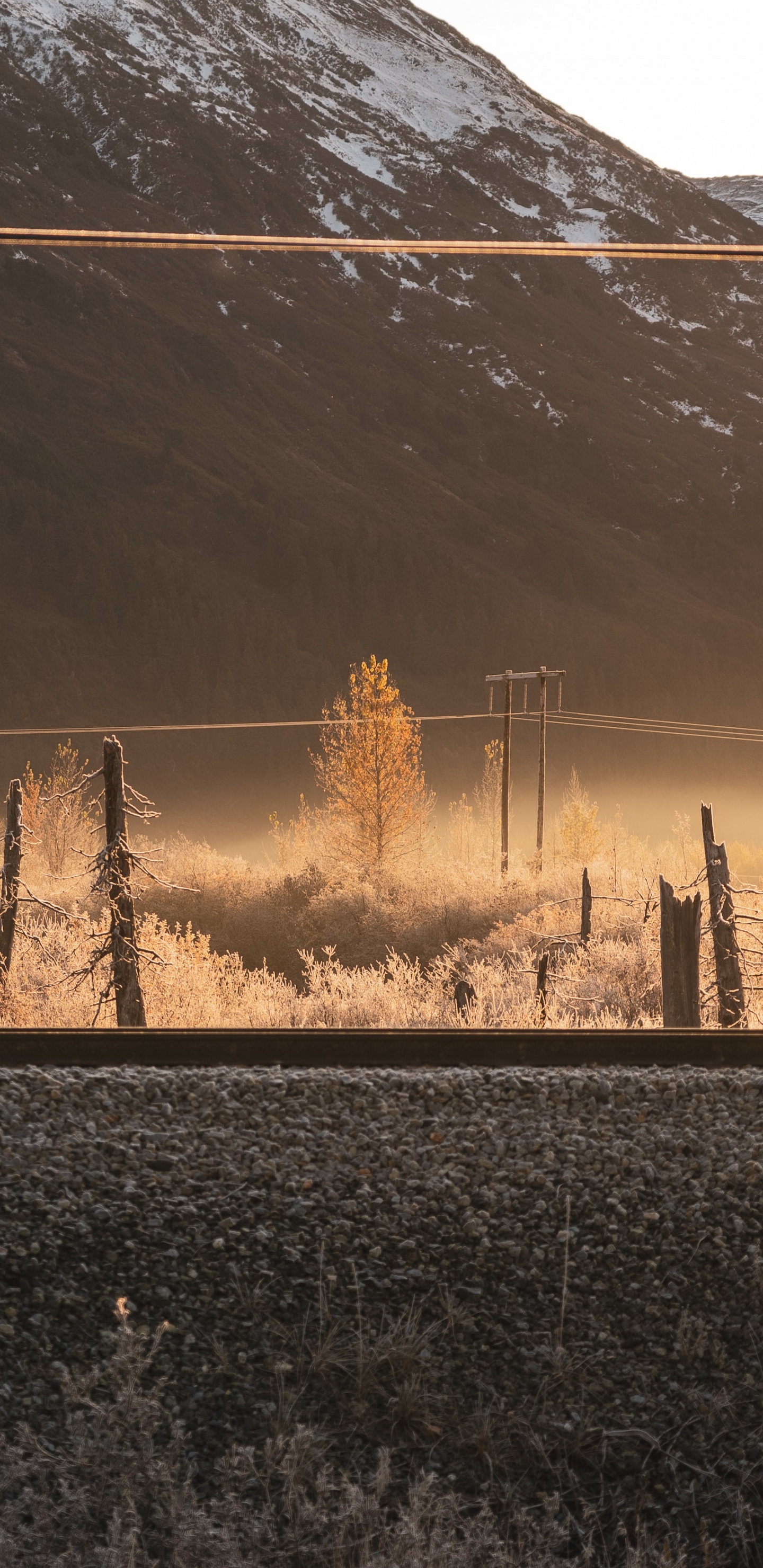 Обои утро, атмосфера, солнечный свет, дерево, вечер в разрешении 1440x2960