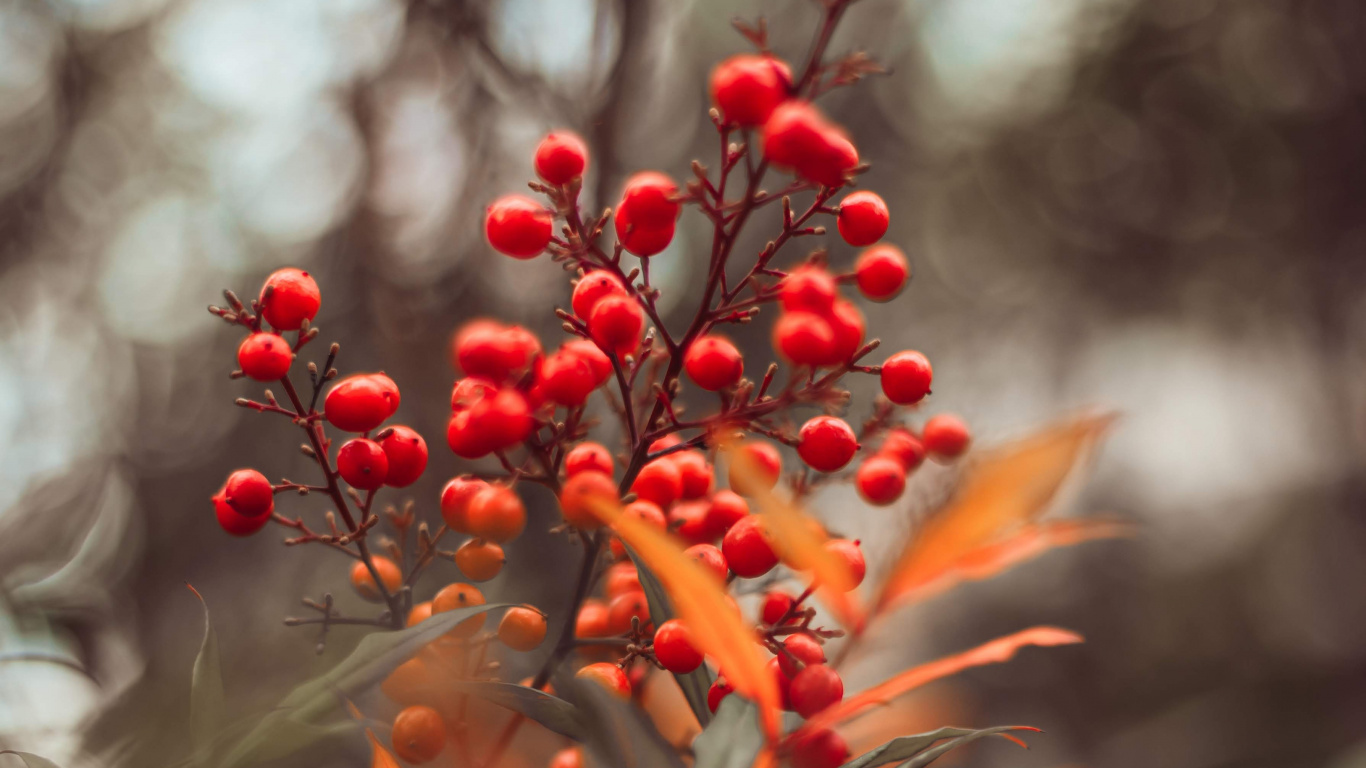 Обои красный цвет, цветок, растение, лист, ботаники в разрешении 1366x768