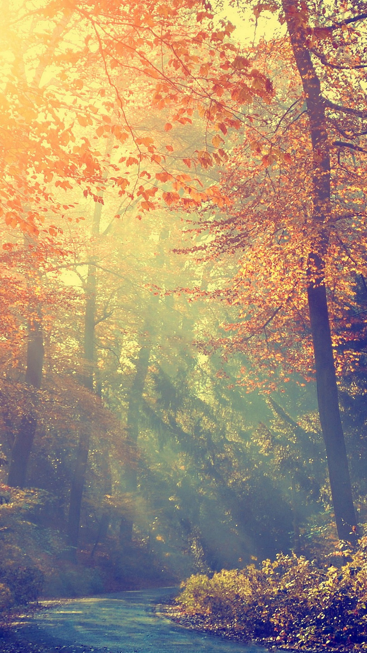 Обои атмосфера, экорегион, Люди в природе, природа, природный ландшафт в разрешении 750x1334