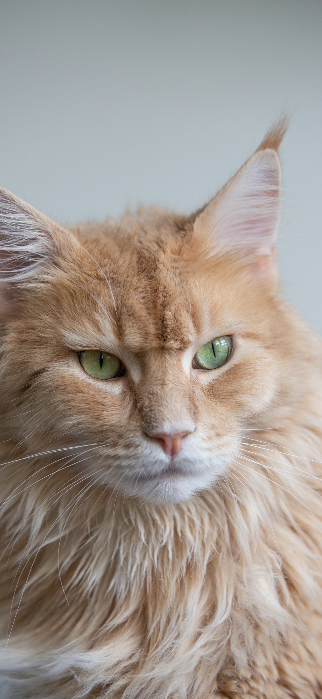 Обои кошачьих, британская короткошерстная, датский дог, бенгальская кошка, персидская кошка в разрешении 1125x2436