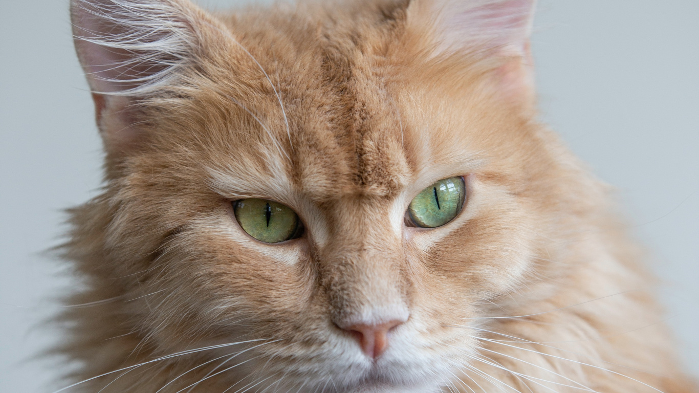 Обои кошачьих, британская короткошерстная, датский дог, бенгальская кошка, персидская кошка в разрешении 1366x768