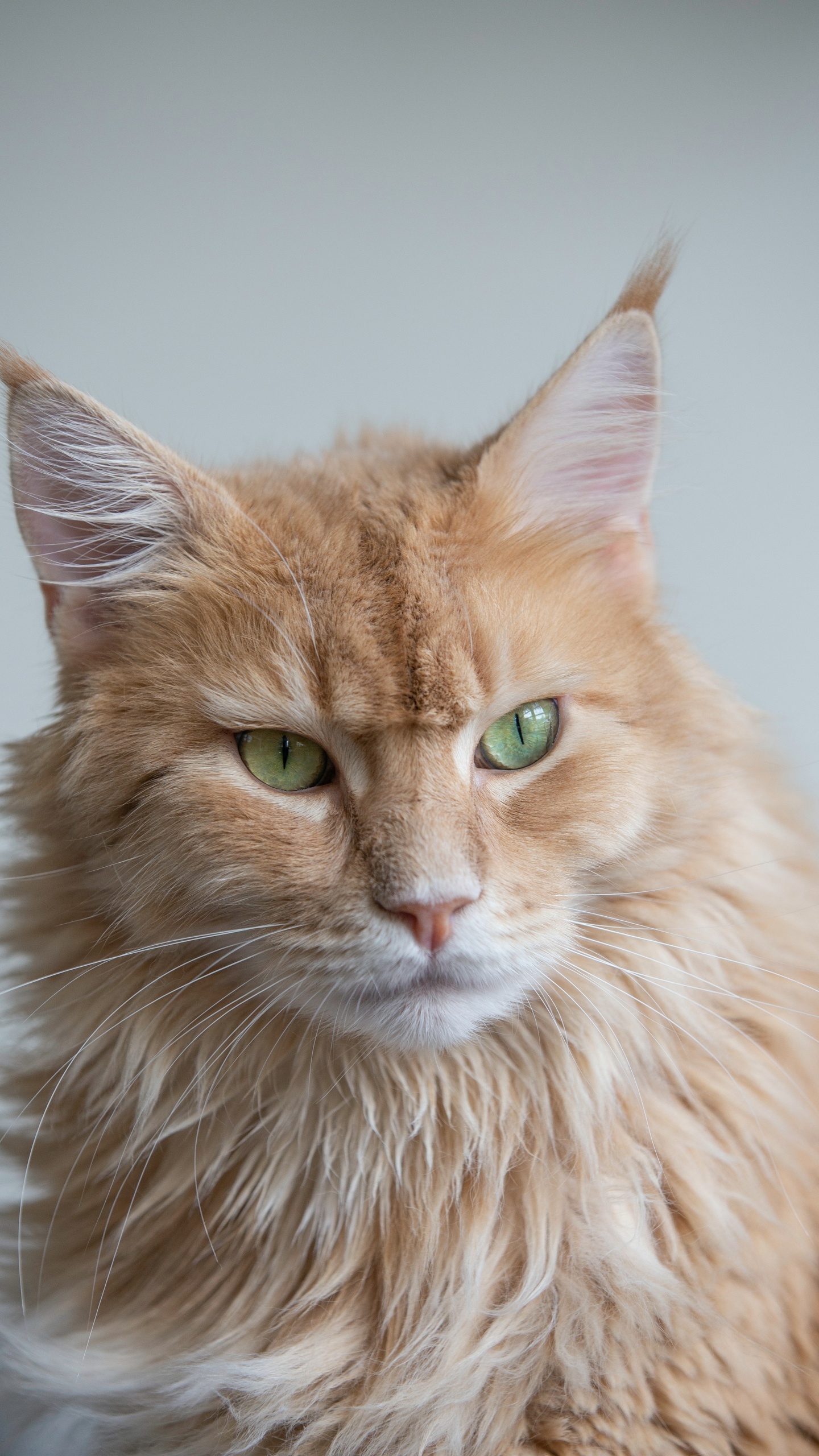 Обои кошачьих, британская короткошерстная, датский дог, бенгальская кошка, персидская кошка в разрешении 1440x2560