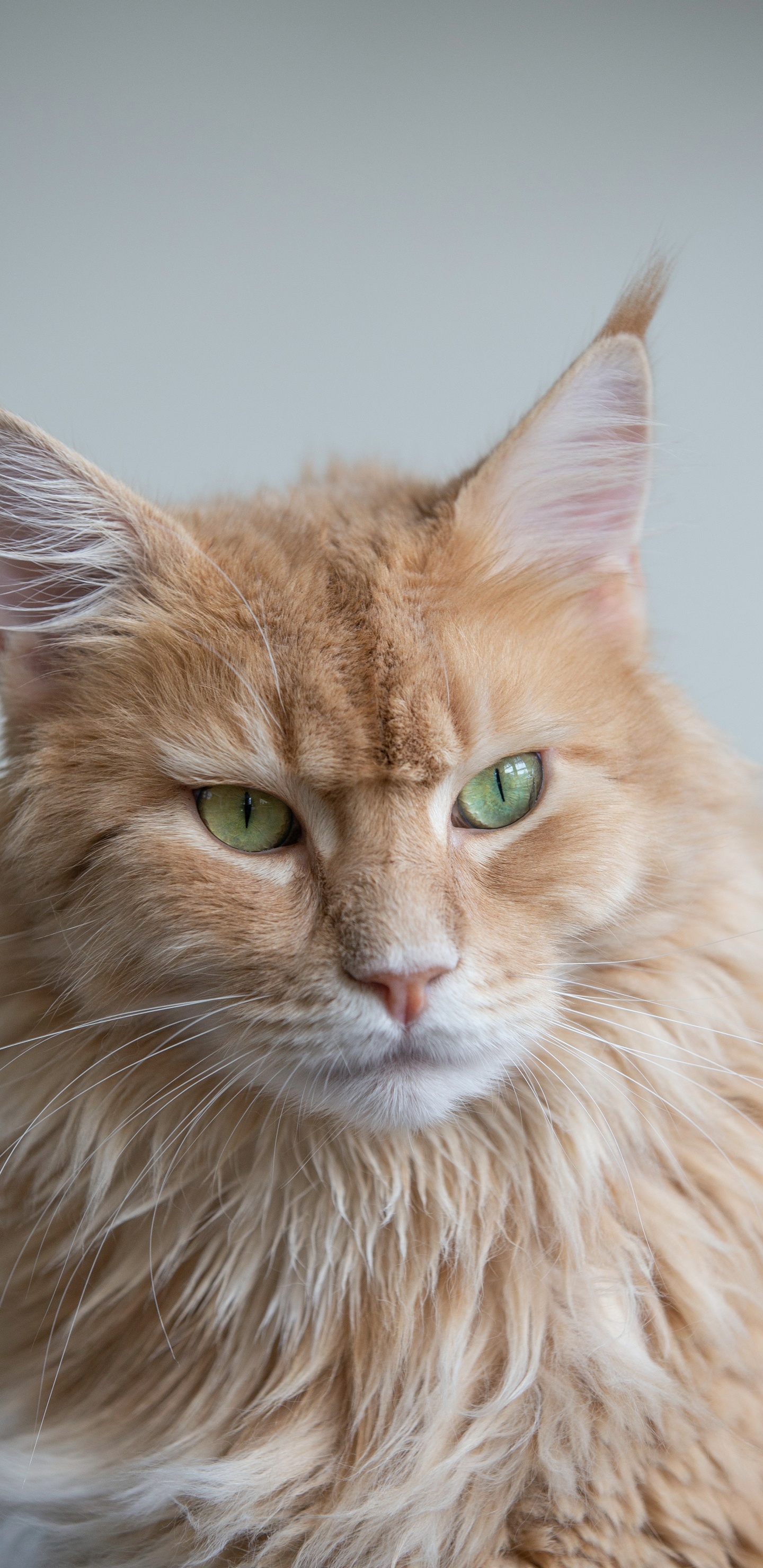 Обои кошачьих, британская короткошерстная, датский дог, бенгальская кошка, персидская кошка в разрешении 1440x2960