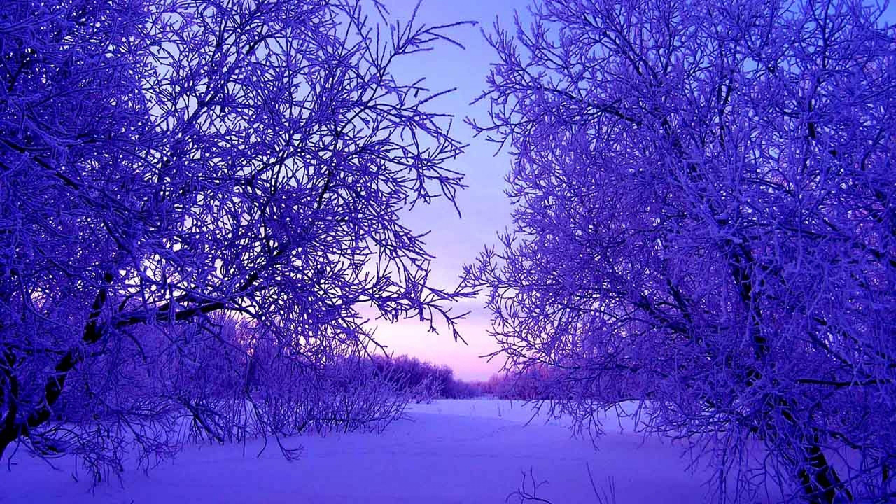 Обои зима, синий, природа, пурпур, дерево в разрешении 1280x720