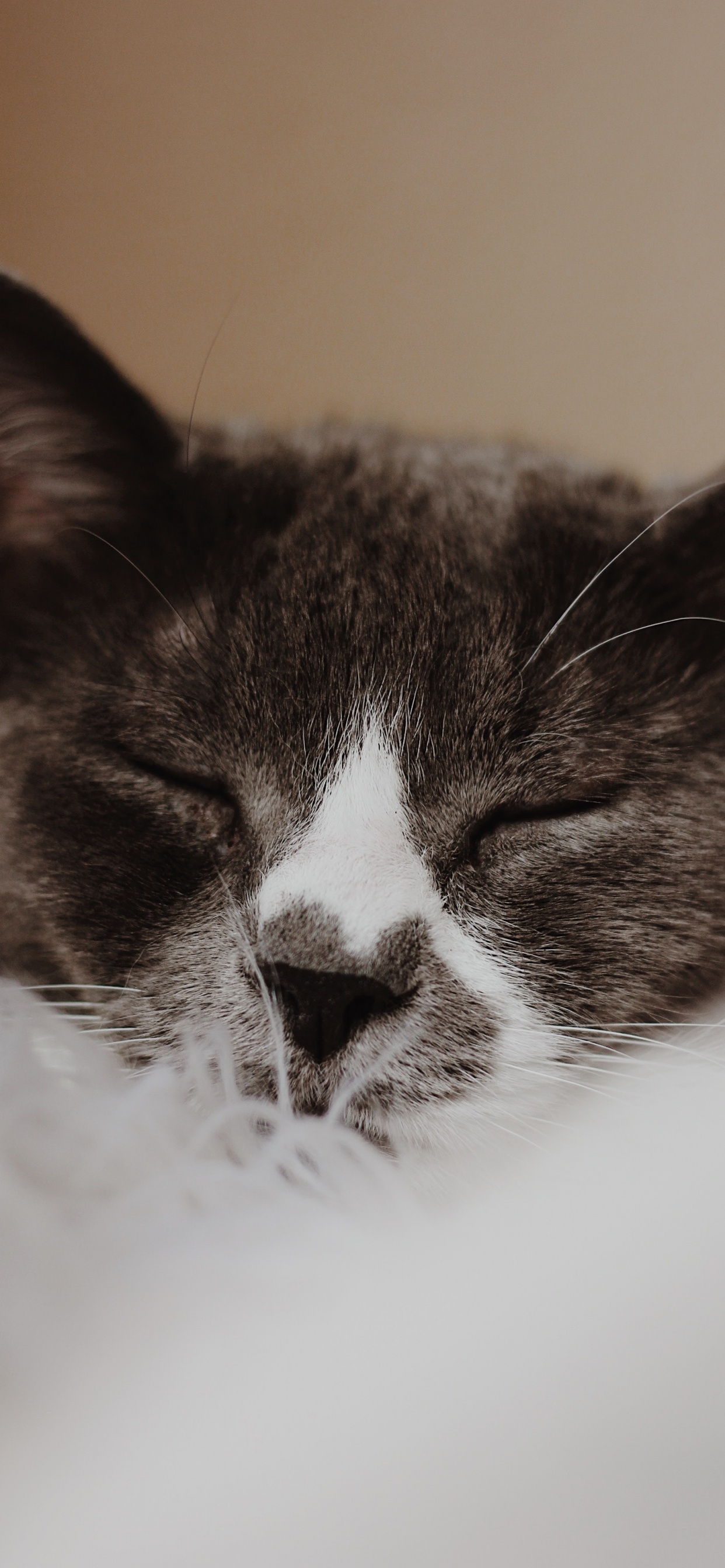 Обои европейская короткошерстная, крупный план, кошки малого и среднего размера, черный и белый, котенок в разрешении 1242x2688