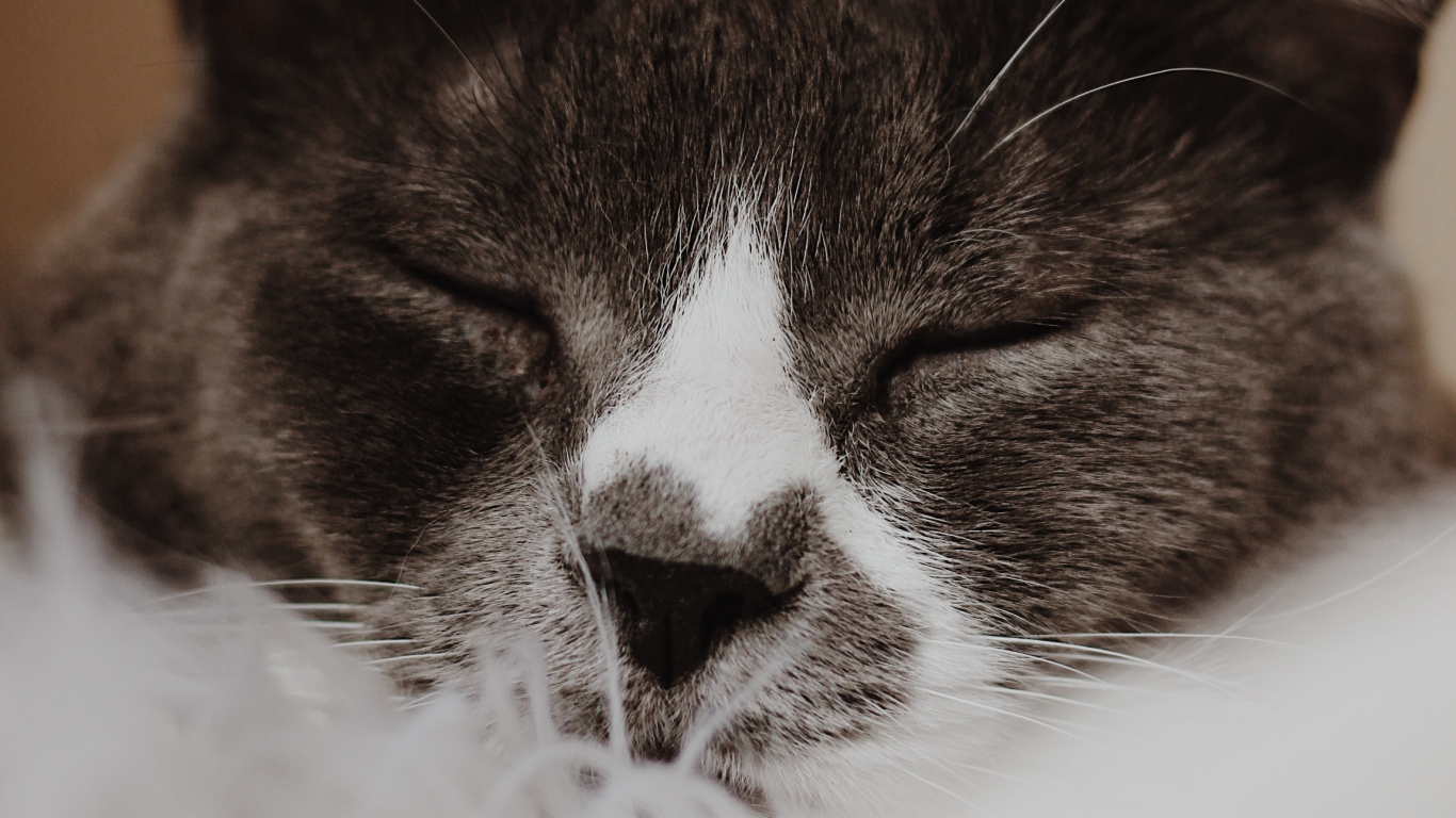 Обои европейская короткошерстная, крупный план, кошки малого и среднего размера, черный и белый, котенок в разрешении 1366x768