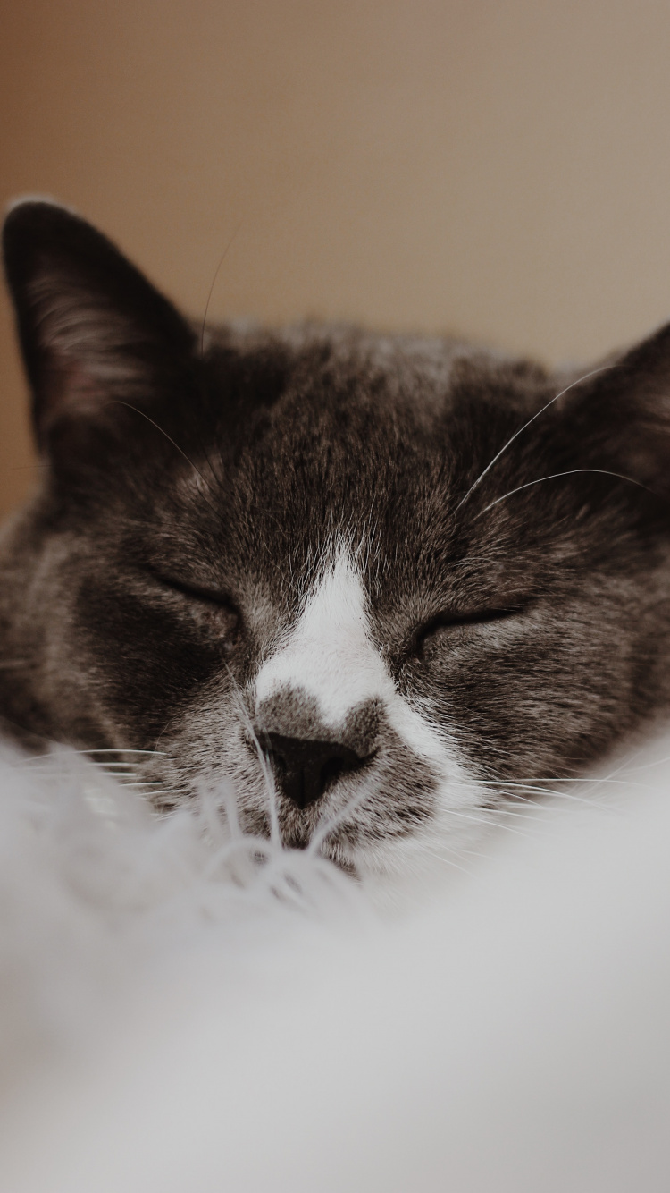 Обои европейская короткошерстная, крупный план, кошки малого и среднего размера, черный и белый, котенок в разрешении 750x1334