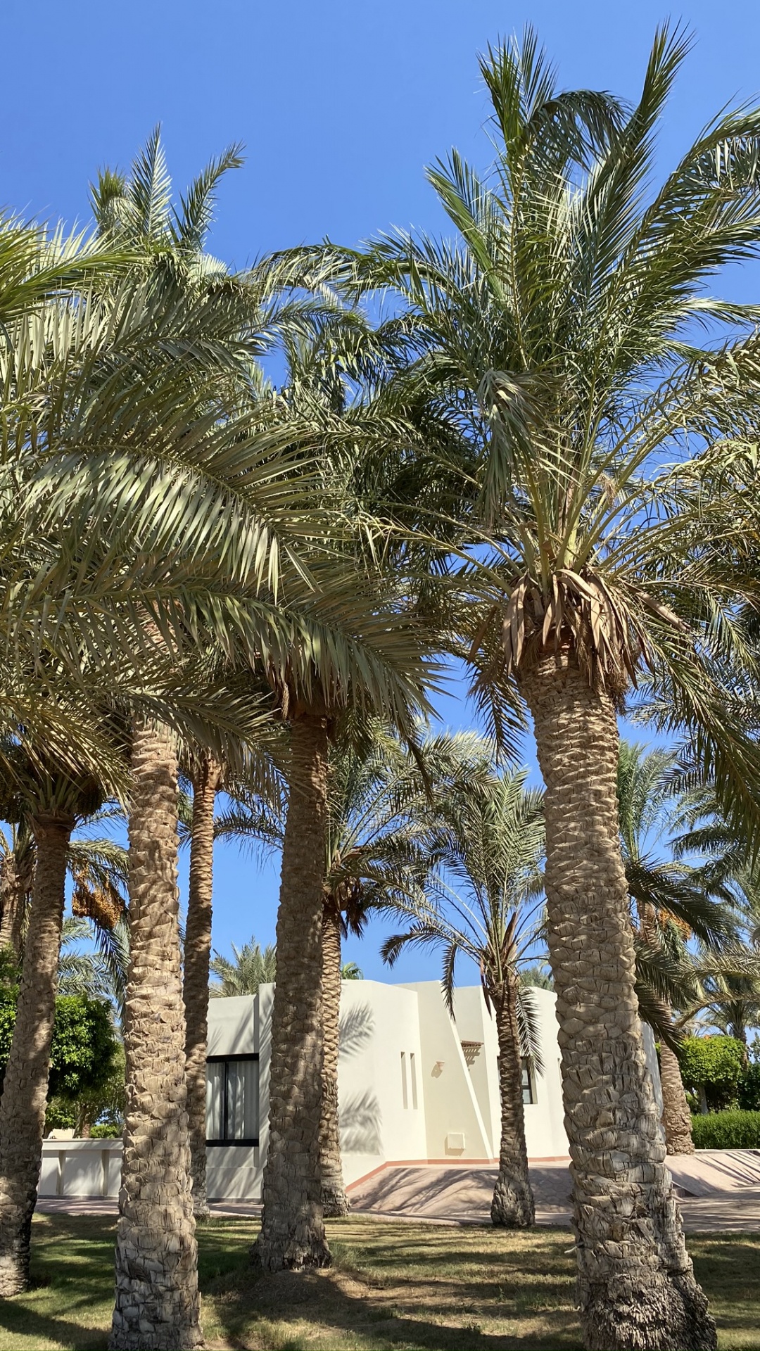 Обои финиковая пальма, Бабассу, рассада, дерево, древесные растения в разрешении 1080x1920