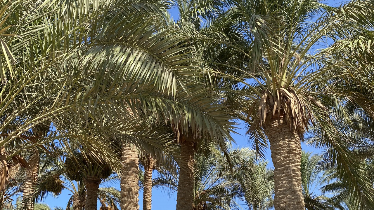 Обои финиковая пальма, Бабассу, рассада, дерево, древесные растения в разрешении 1280x720