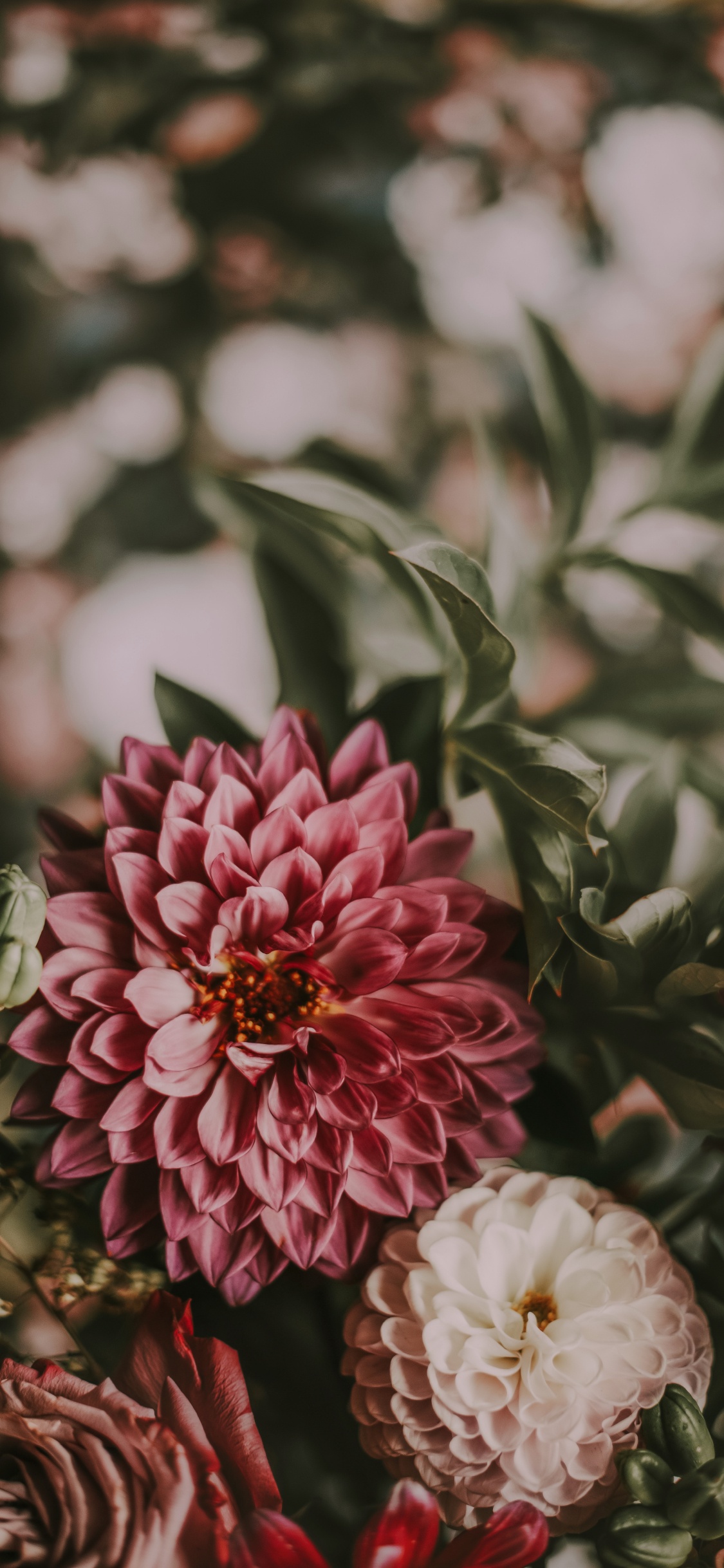 Обои цветок, растение, цветковое растение, лепесток, розовый в разрешении 1125x2436