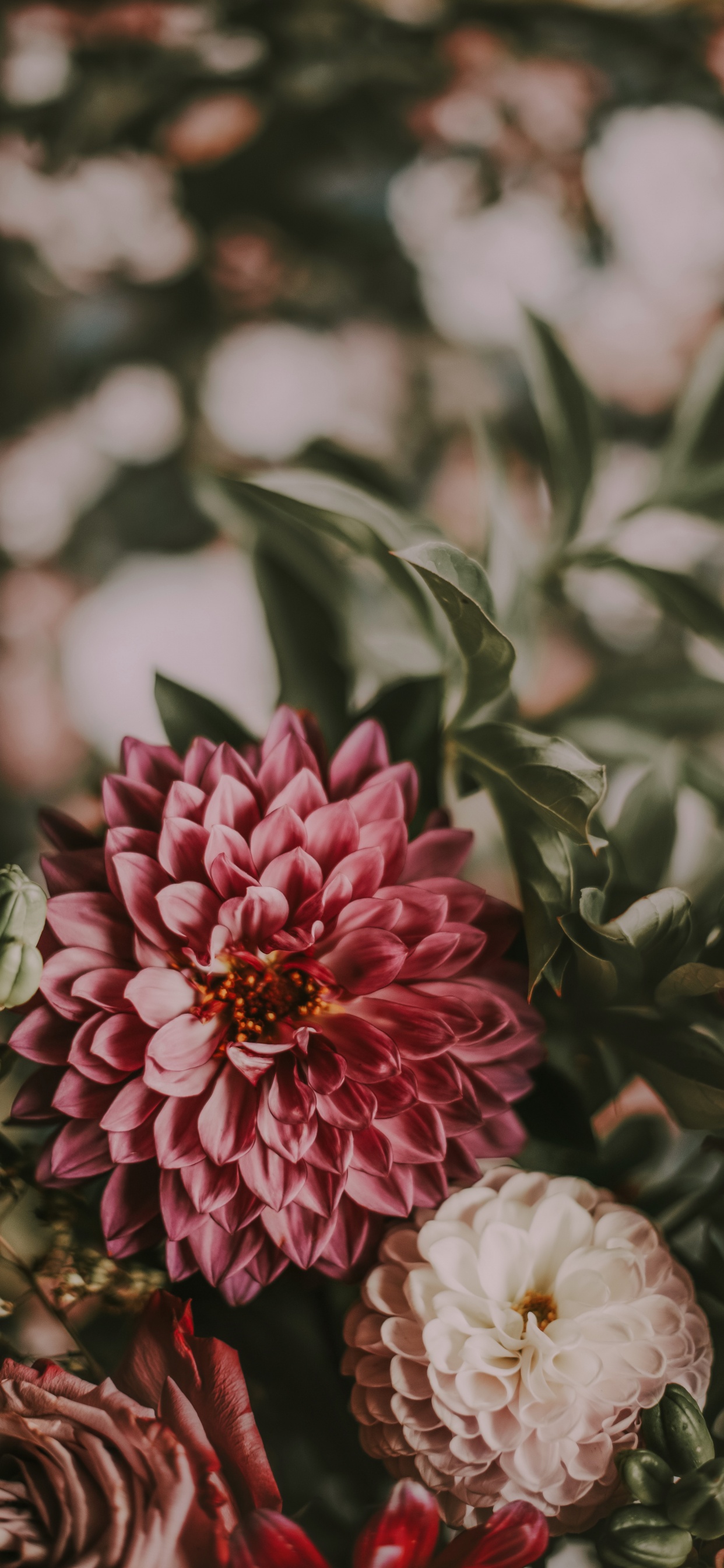 Обои цветок, растение, цветковое растение, лепесток, розовый в разрешении 1242x2688