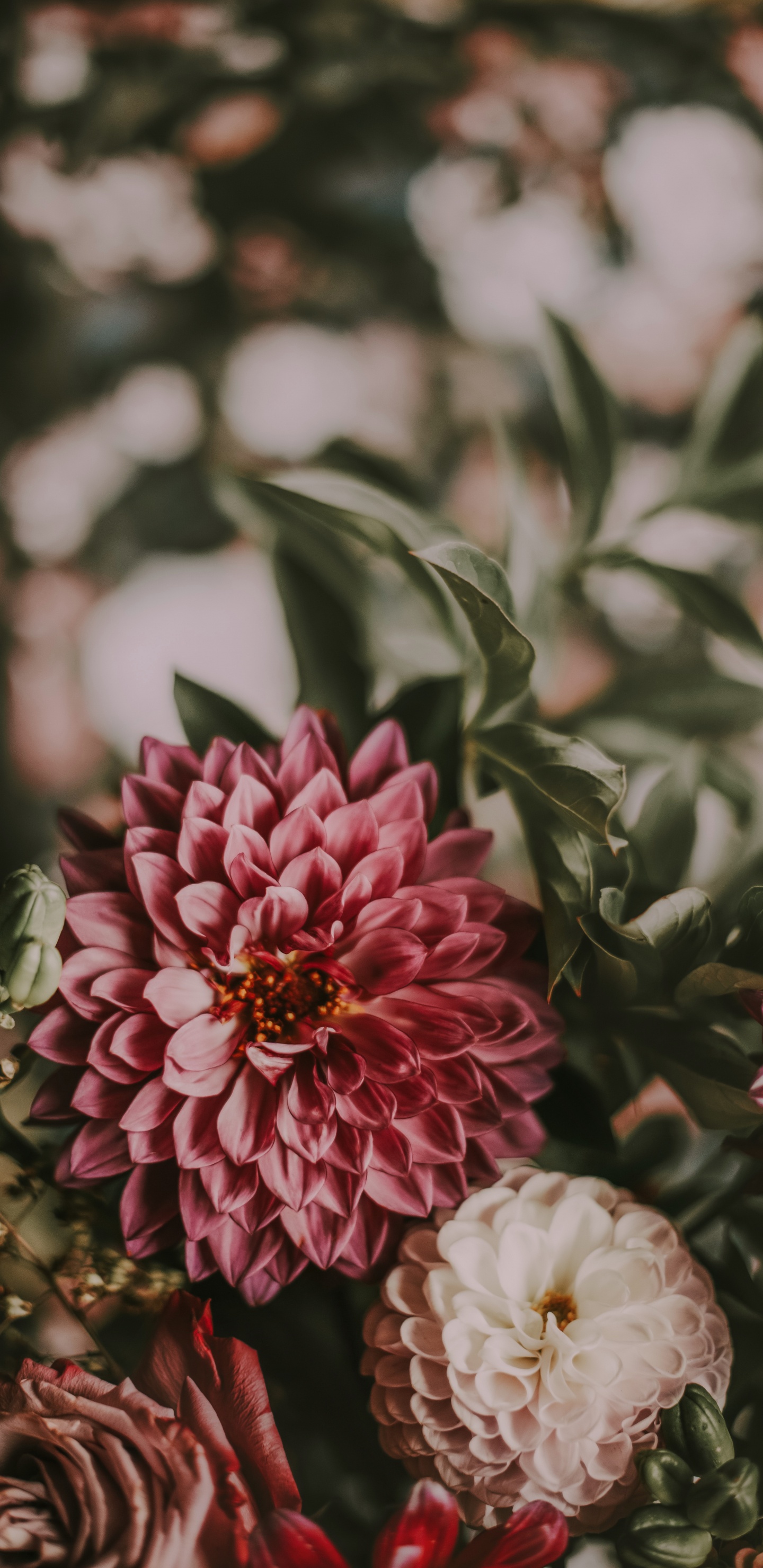 Обои цветок, растение, цветковое растение, лепесток, розовый в разрешении 1440x2960