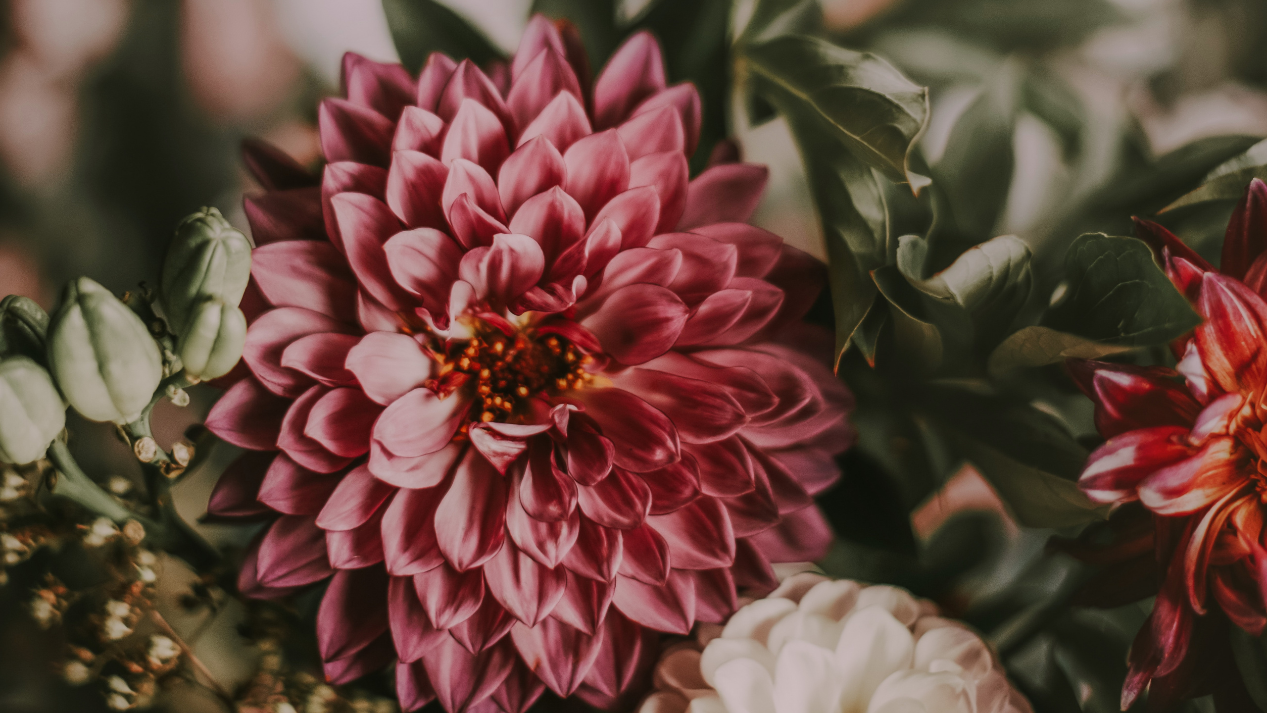 Обои цветок, растение, цветковое растение, лепесток, розовый в разрешении 2560x1440