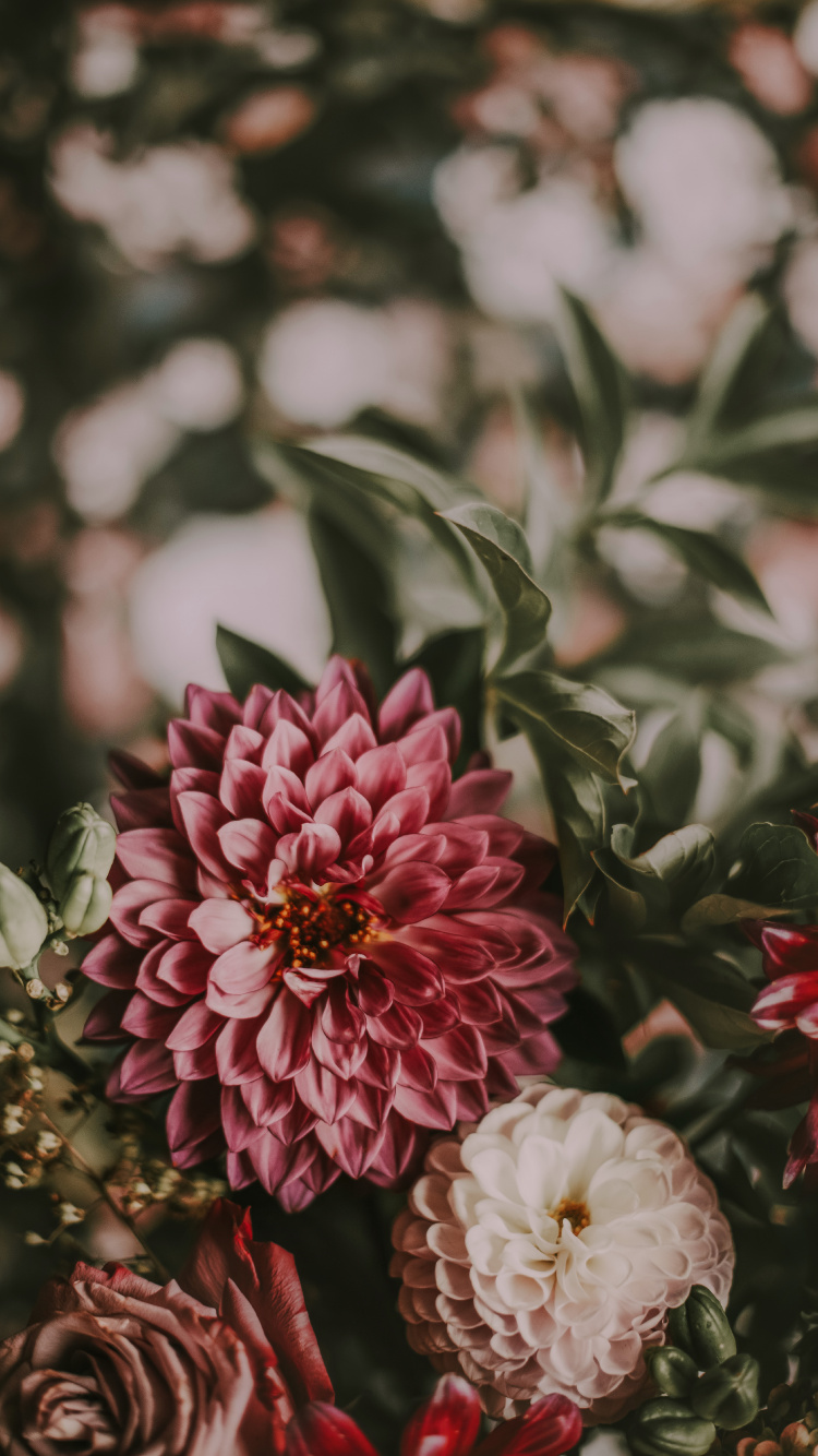 Обои цветок, растение, цветковое растение, лепесток, розовый в разрешении 750x1334