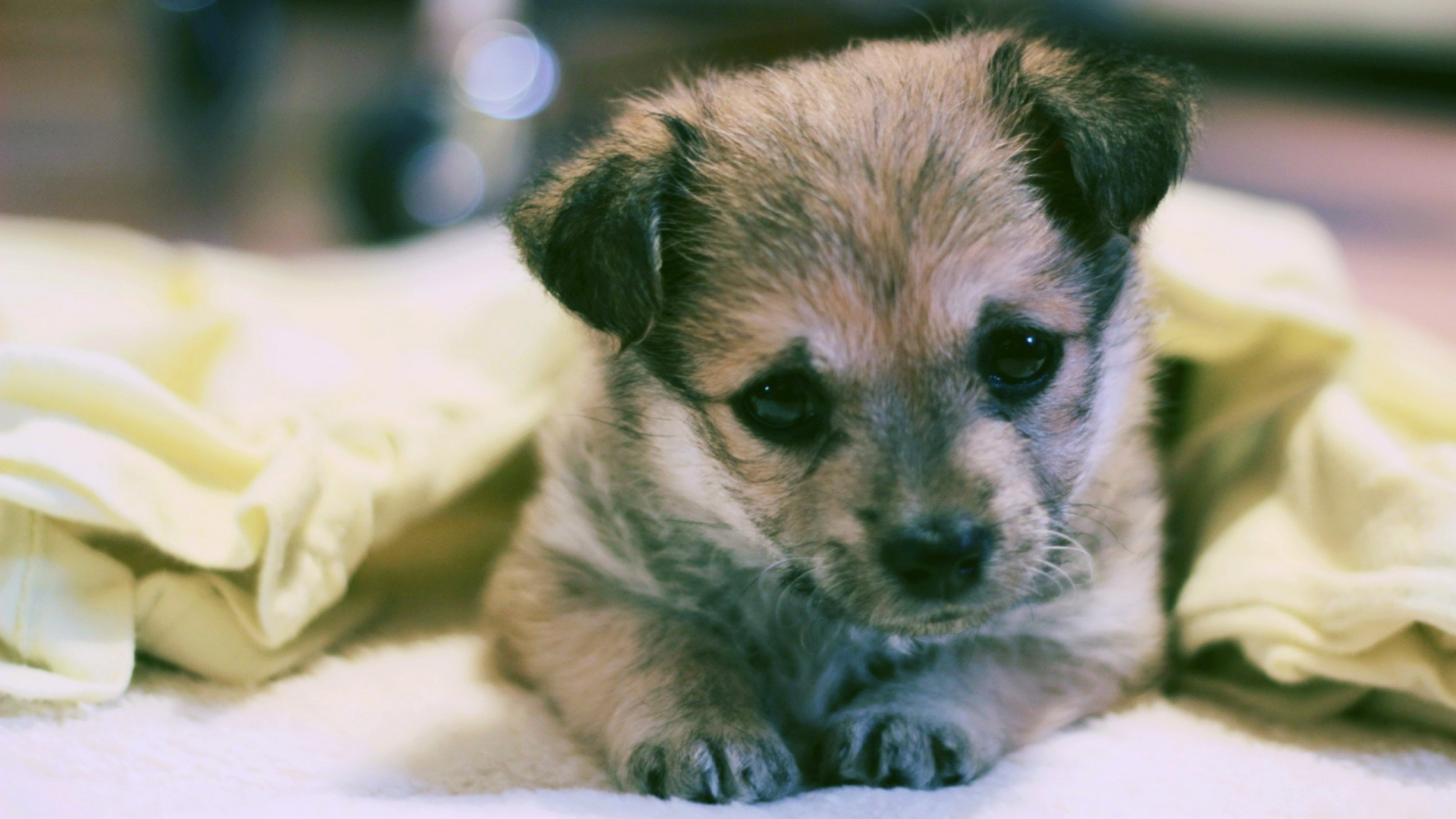 Обои щенок, лабрадор, привлекательность, собака породы, морда в разрешении 1920x1080