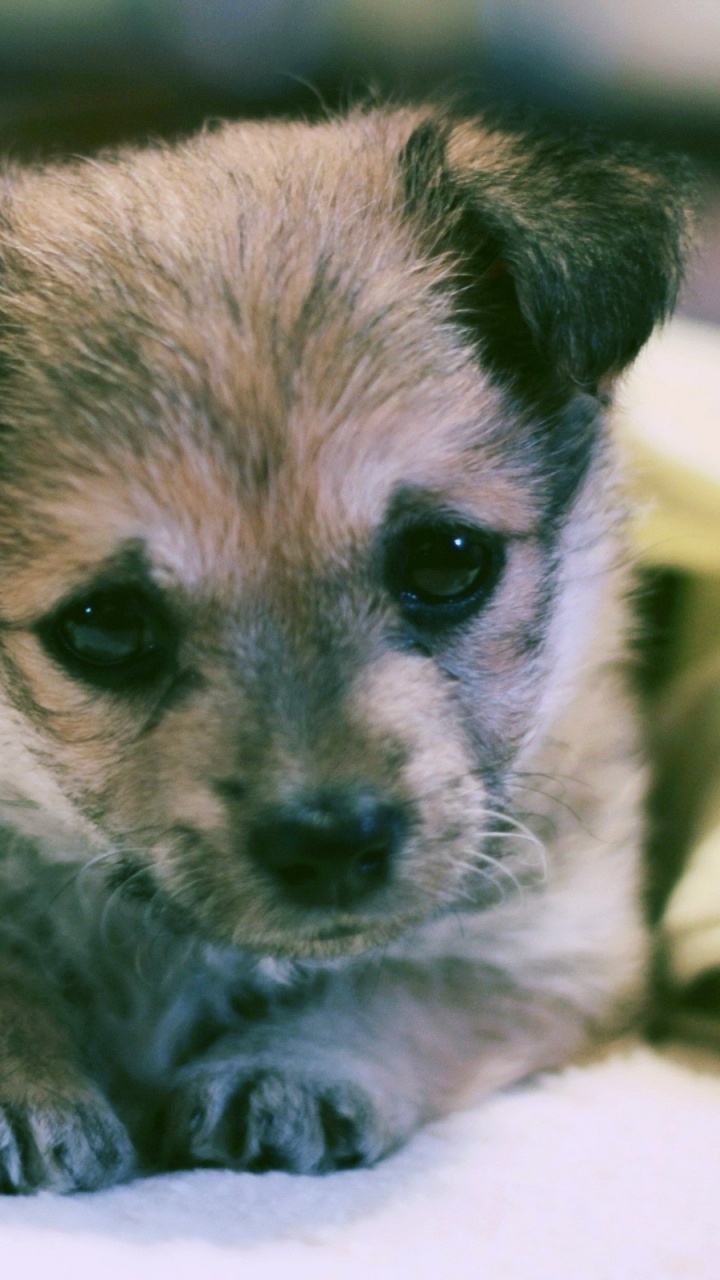 Обои щенок, лабрадор, привлекательность, собака породы, морда в разрешении 720x1280