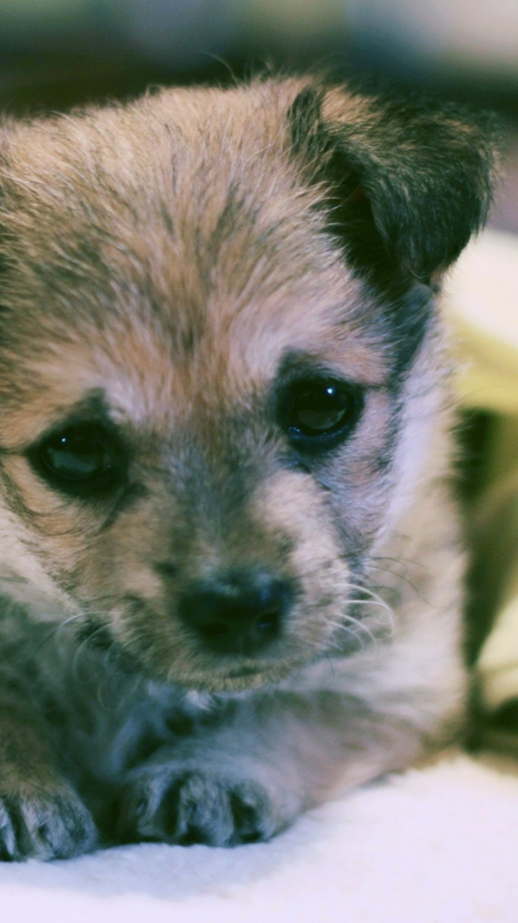 Обои щенок, лабрадор, привлекательность, собака породы, морда в разрешении 750x1334