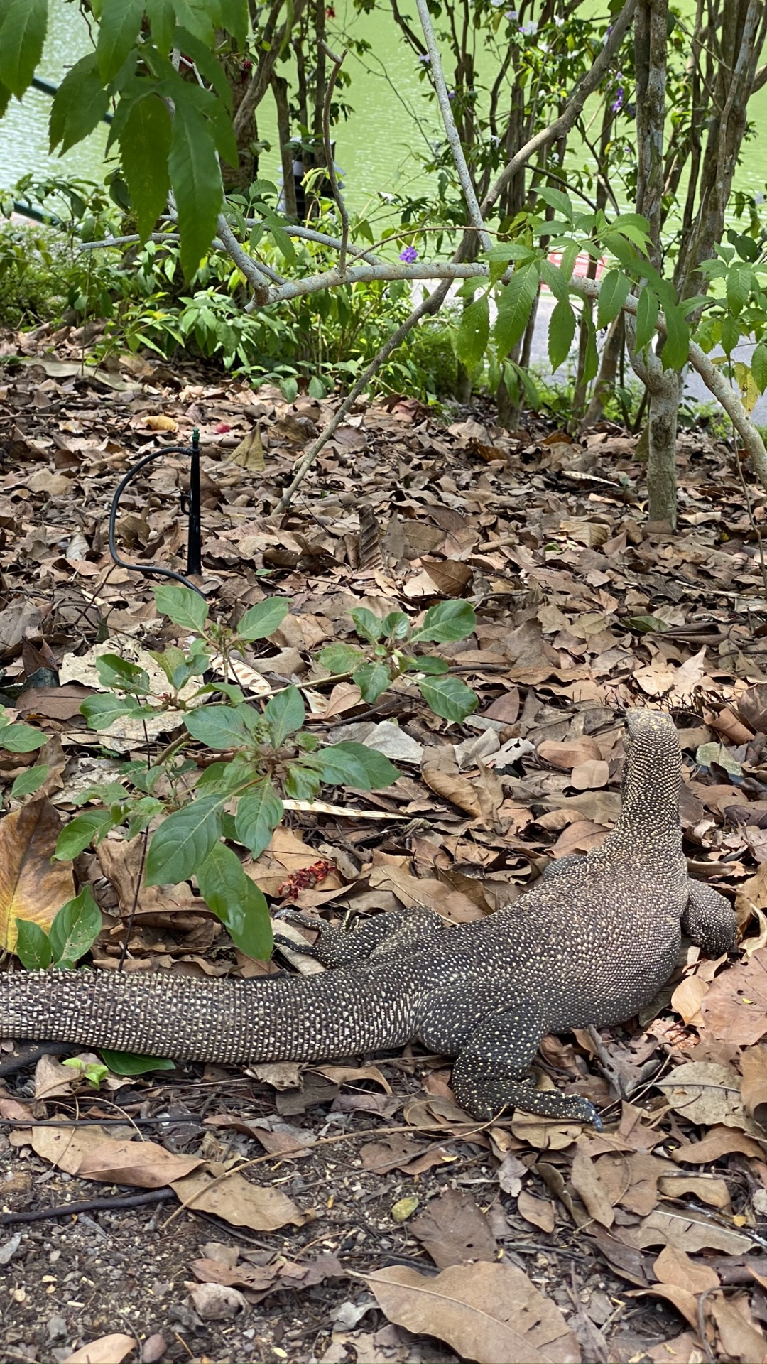 Обои растительное сообщество, наземные животные, адаптация, почва, масштабных рептилий в разрешении 1080x1920