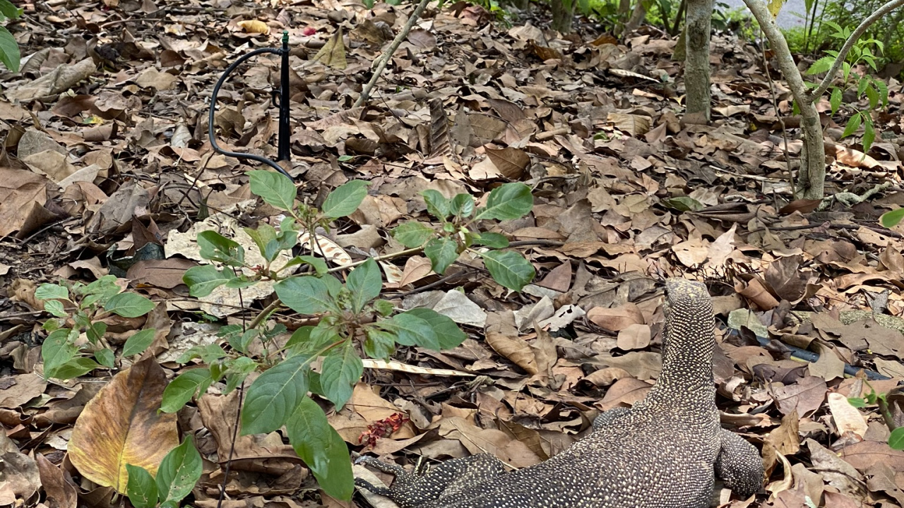 Обои растительное сообщество, наземные животные, адаптация, почва, масштабных рептилий в разрешении 1280x720