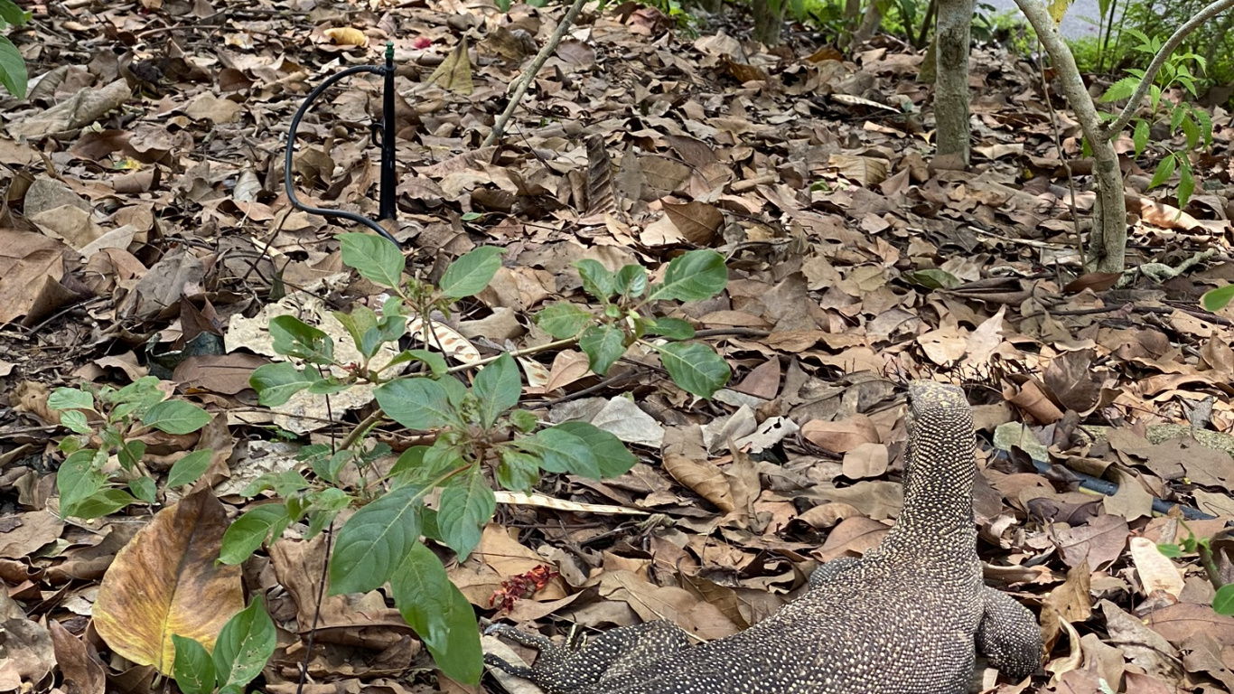 Обои растительное сообщество, наземные животные, адаптация, почва, масштабных рептилий в разрешении 1366x768