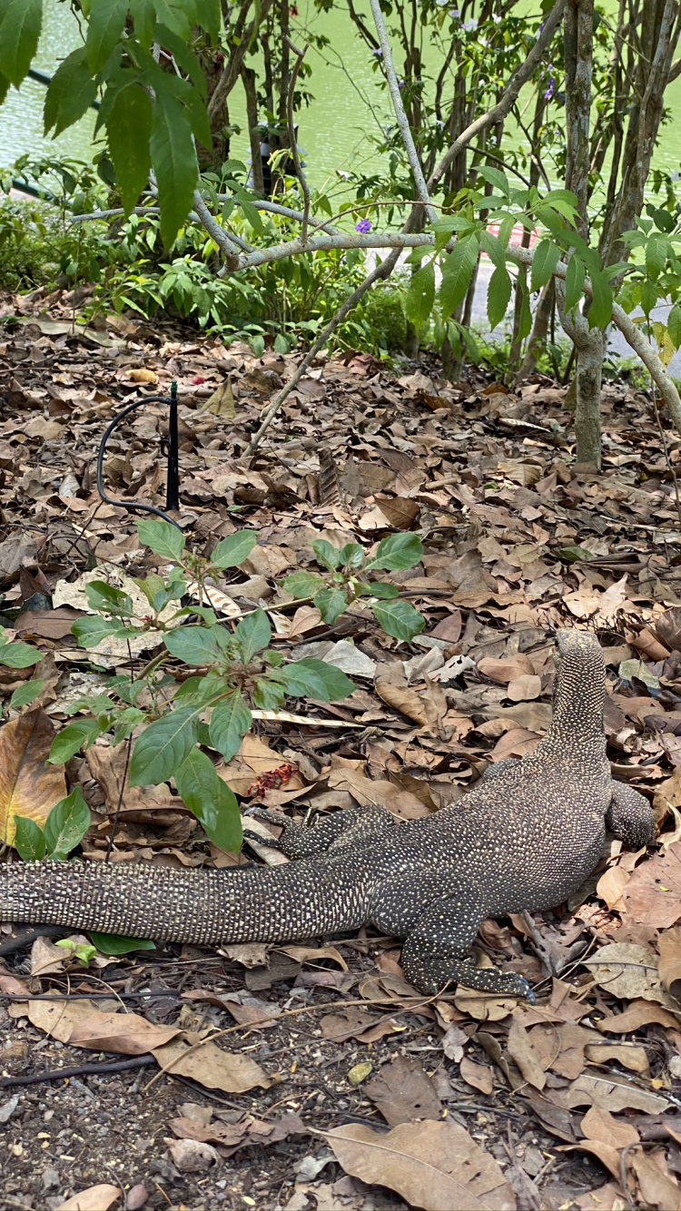 Обои растительное сообщество, наземные животные, адаптация, почва, масштабных рептилий в разрешении 750x1334