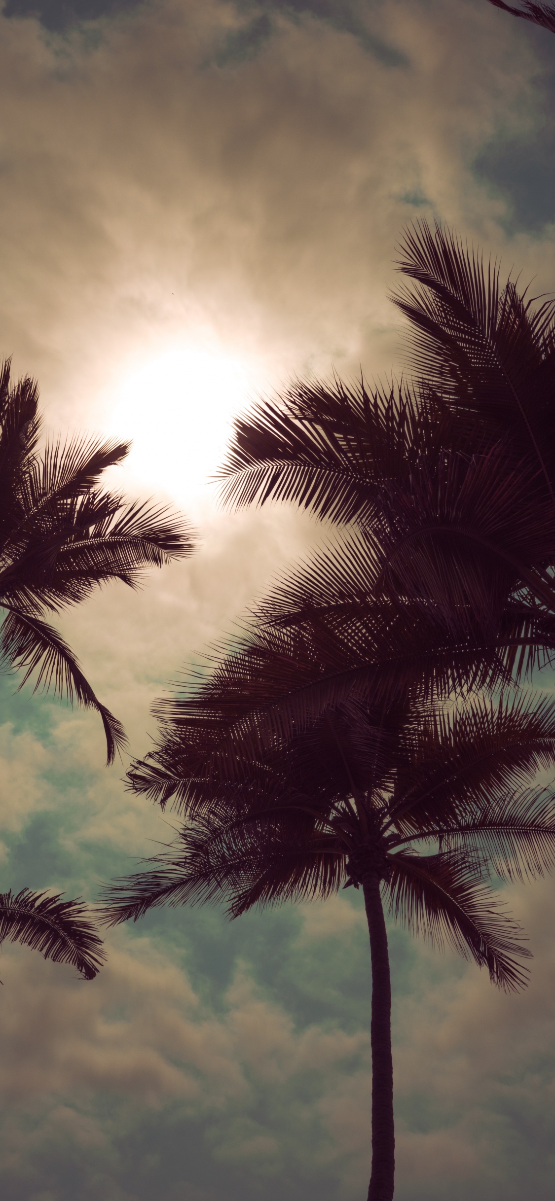 Обои дерево, природа, Пальма, дневное время, облако в разрешении 1125x2436