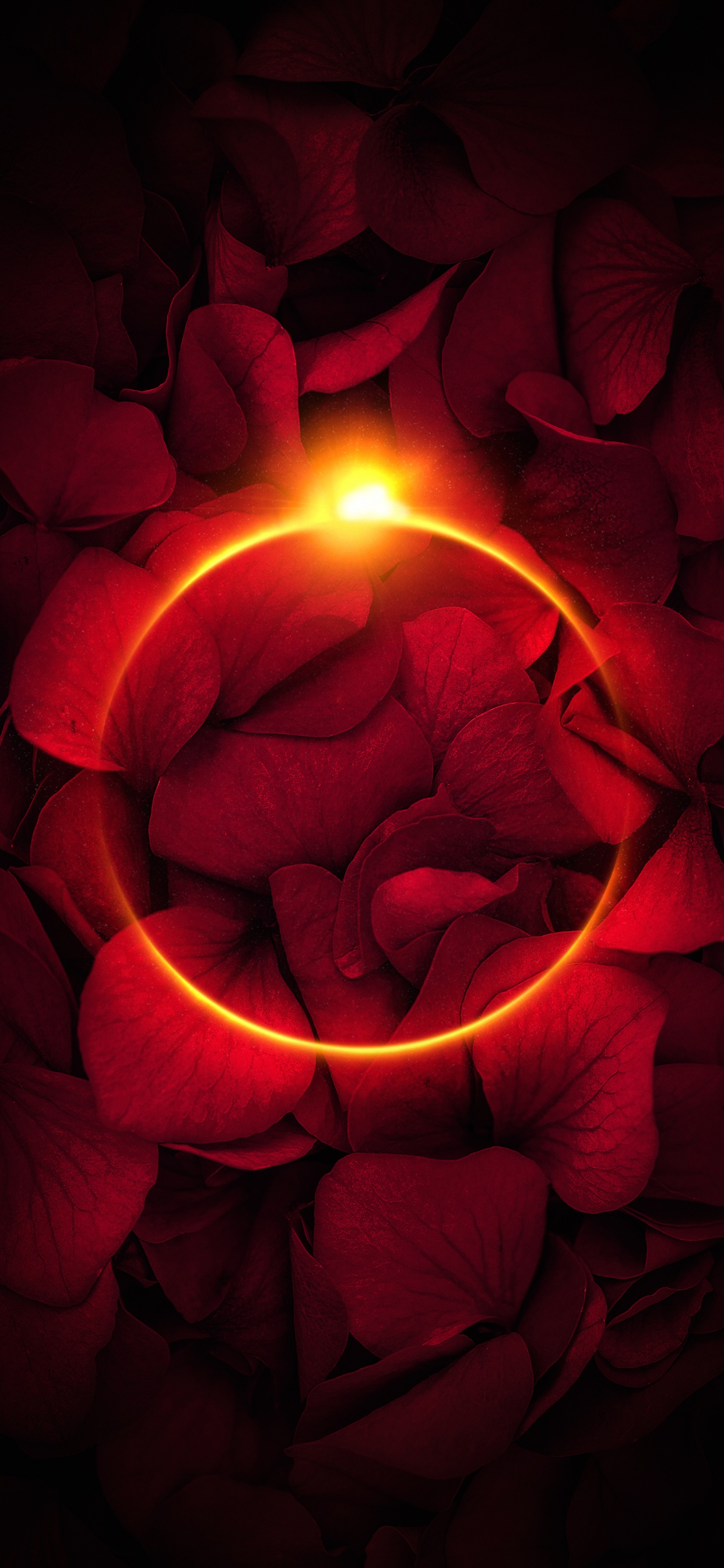 Обои лепесток, сад роз, свет, Роза, окно в разрешении 1242x2688