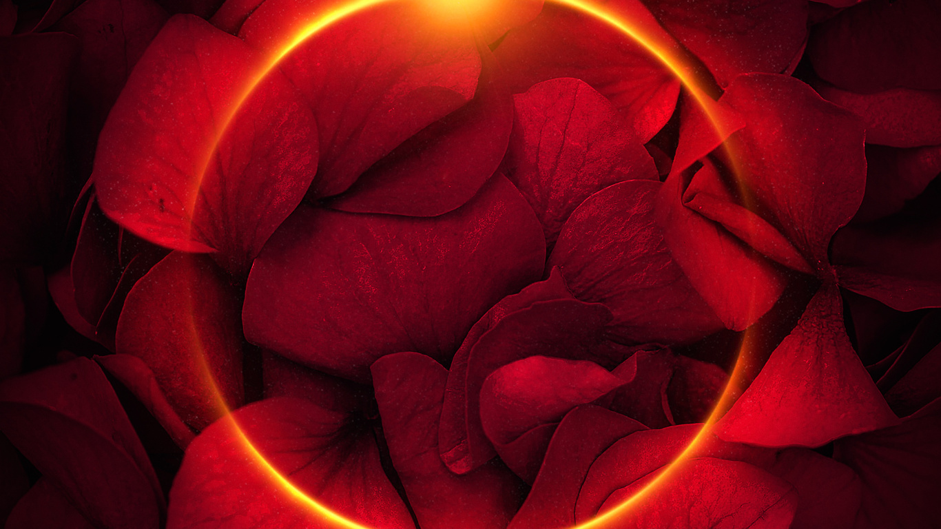 Обои лепесток, сад роз, свет, Роза, окно в разрешении 1366x768