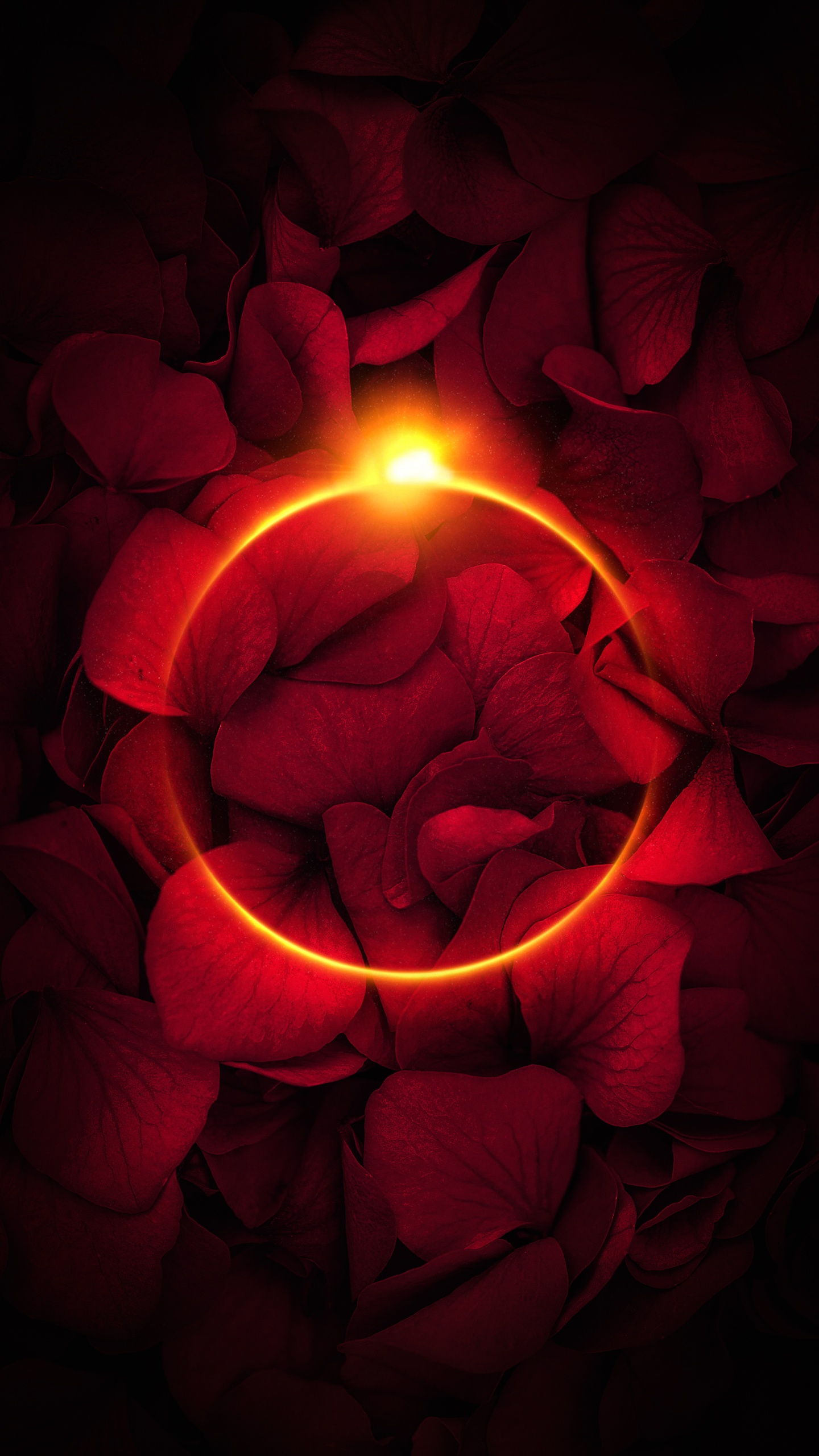 Обои лепесток, сад роз, свет, Роза, окно в разрешении 1440x2560