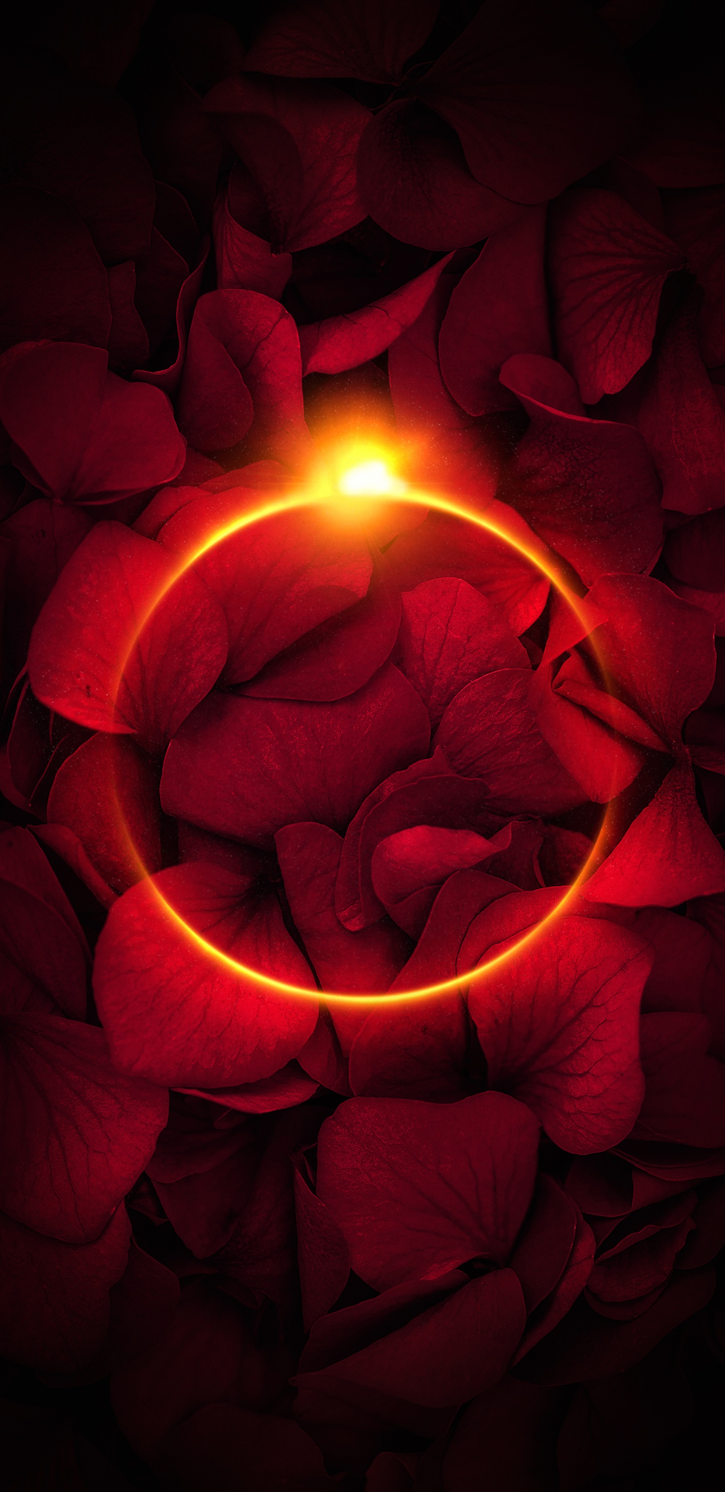 Обои лепесток, сад роз, свет, Роза, окно в разрешении 1440x2960