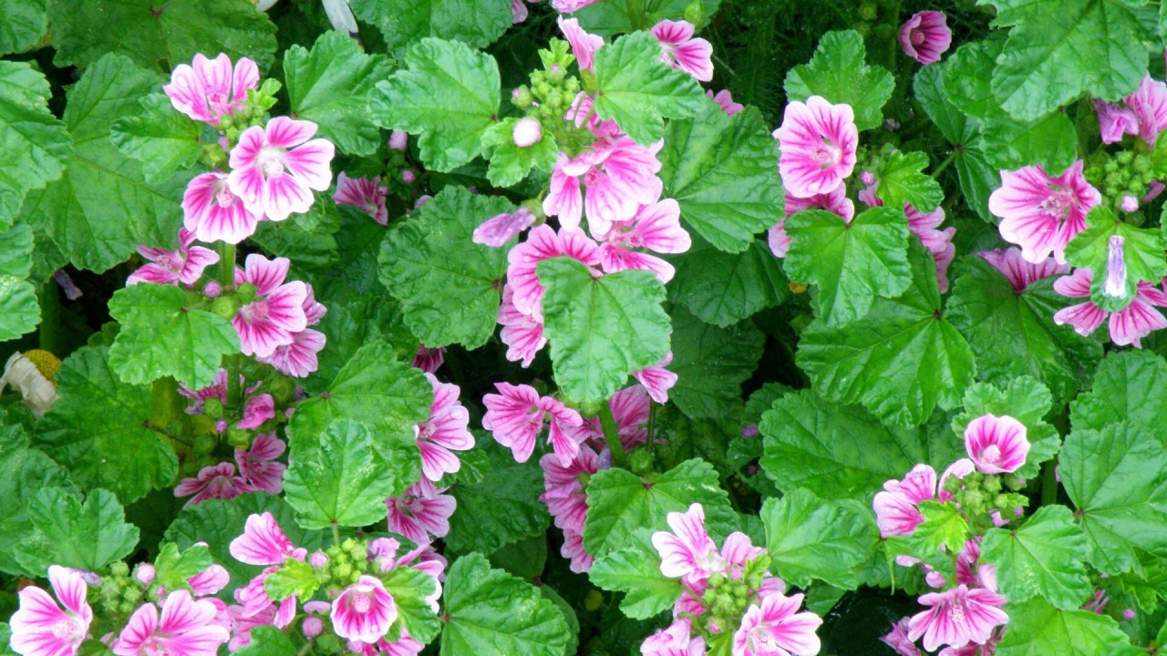 Обои цветковое растение, однолетнее растение, растение, почвопокровная, полукустарник в разрешении 1280x720