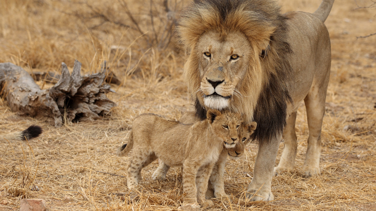 Обои Лев, живая природа, наземные животные, масаи Лев, король-лев в разрешении 1280x720