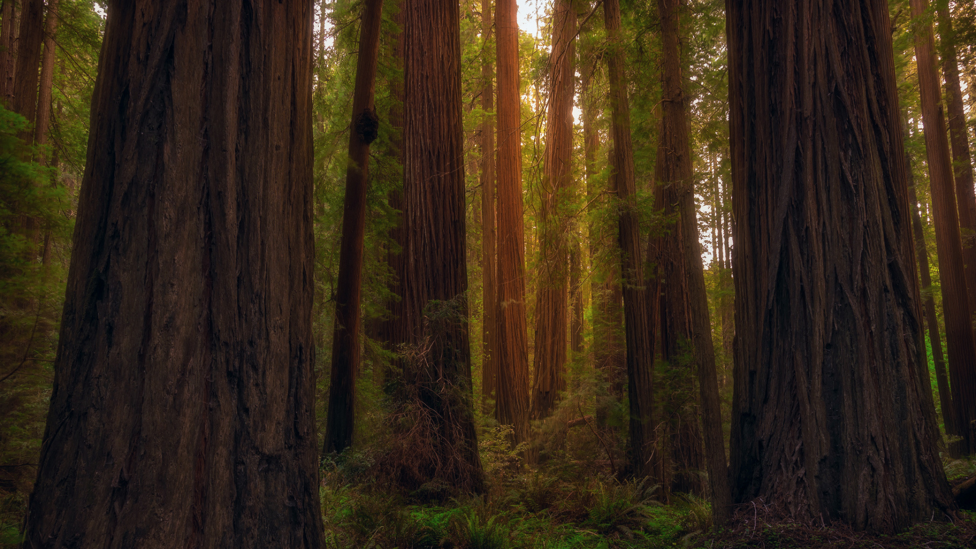 Обои Джедедайя Смит Парк Редвуд, секвойи, дерево, лес, лесистая местность в разрешении 1920x1080