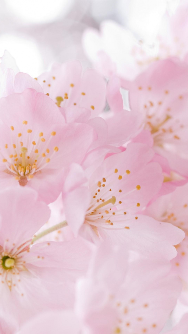 Обои цветение вишни, расцвет, цветок, розовый, лепесток в разрешении 750x1334