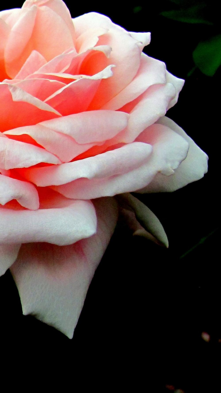 Обои розовый, цветковое растение, лепесток, семья Роуз, роза центифолия в разрешении 750x1334