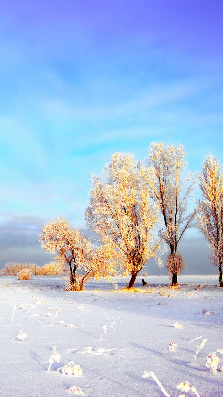 Обои пейзаж, снег, зима, природа, дерево в разрешении 720x1280