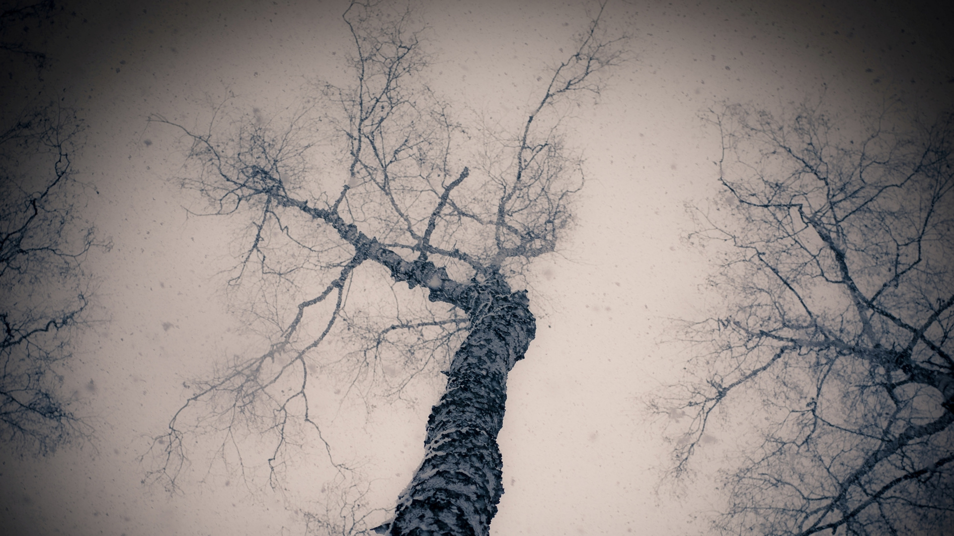 Обои дерево, ветвь, атмосфера, темнота, черный и белый в разрешении 1920x1080