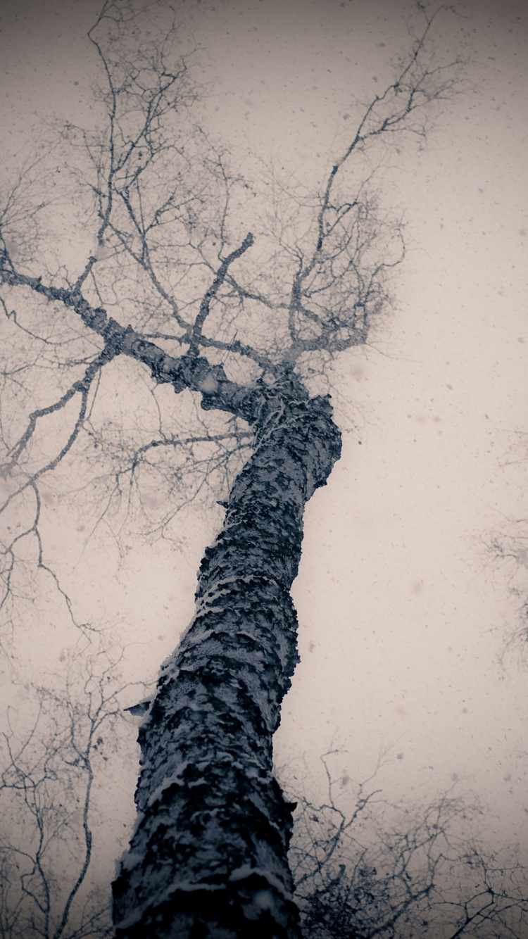 Обои дерево, ветвь, атмосфера, темнота, черный и белый в разрешении 750x1334