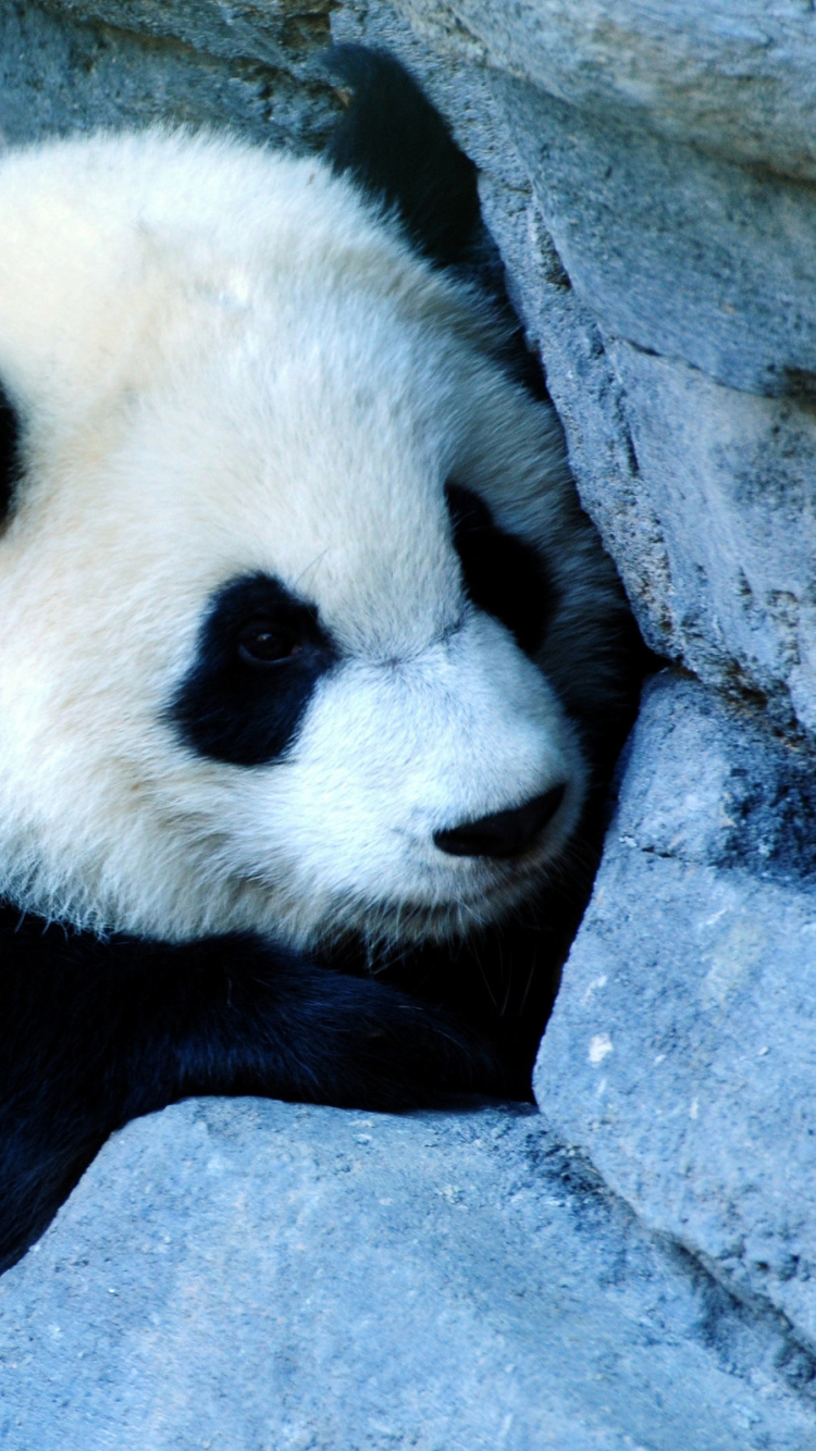 Обои гигантская панда, привлекательность, наземные животные, медведь, морда в разрешении 750x1334